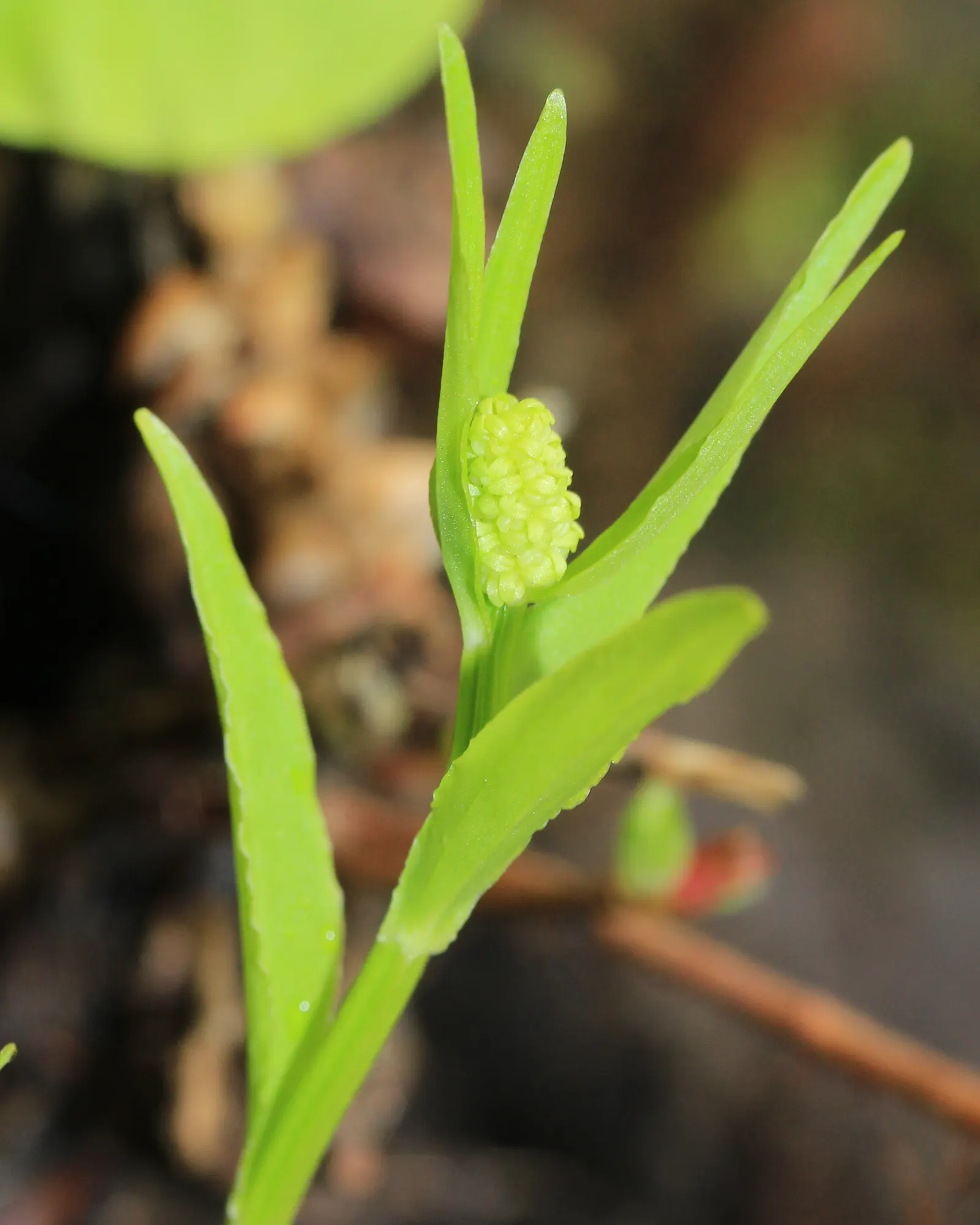 Fairy Wand (Chamaelirium Luteum) — Stature-wise, it reaches 1-3 feet in height and spreads approximately 0.5-1.5 feet; the plant can also take several years to