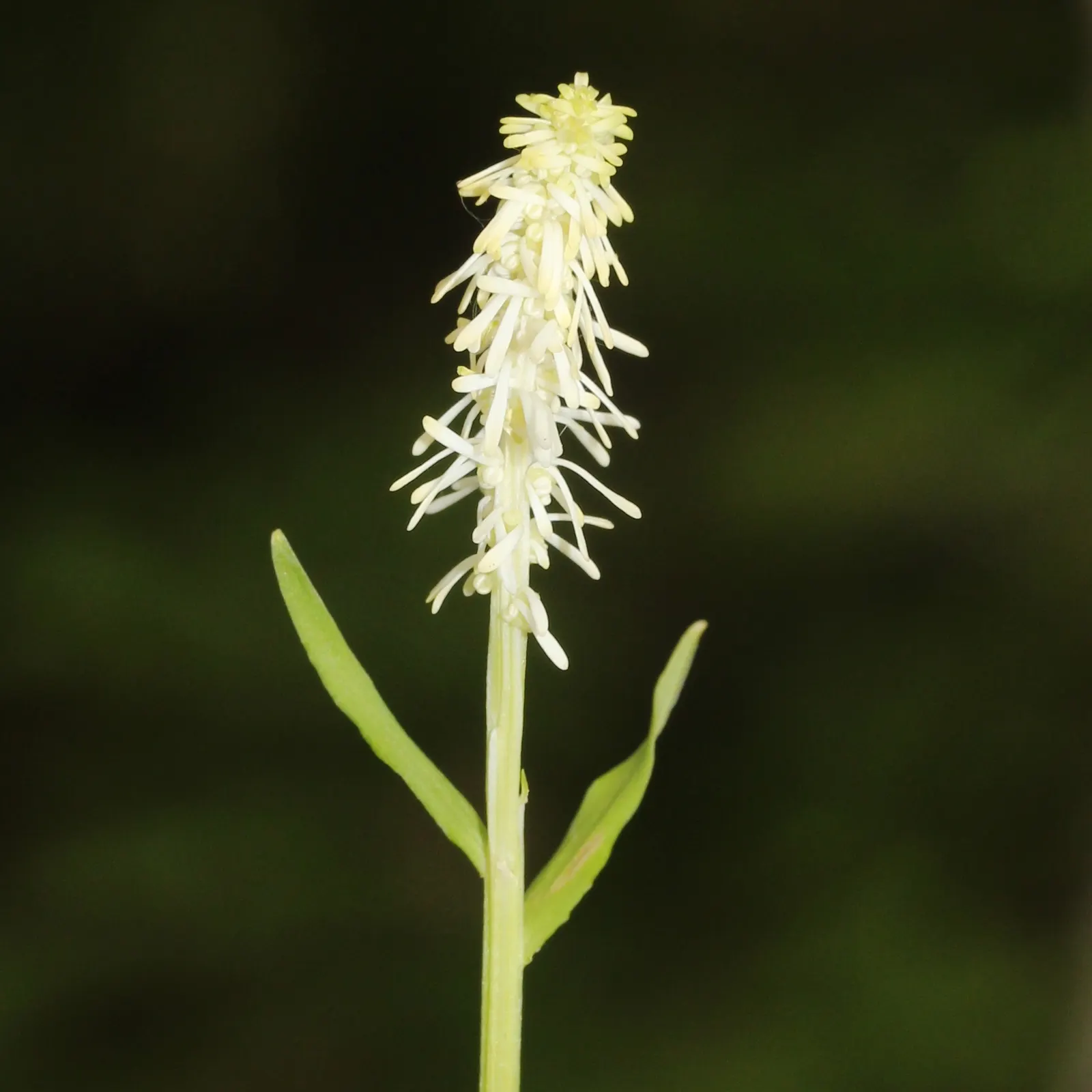 Fairy Wand (Chamaelirium Luteum) — Its most striking feature is the dense