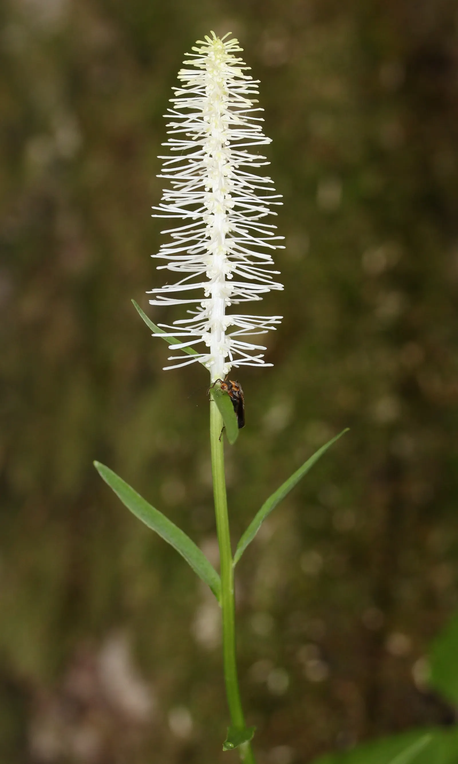 Fairy Wand (Chamaelirium Luteum) — requiring patience from the landscape designer and client.<br><br>For clients interested in wildlife