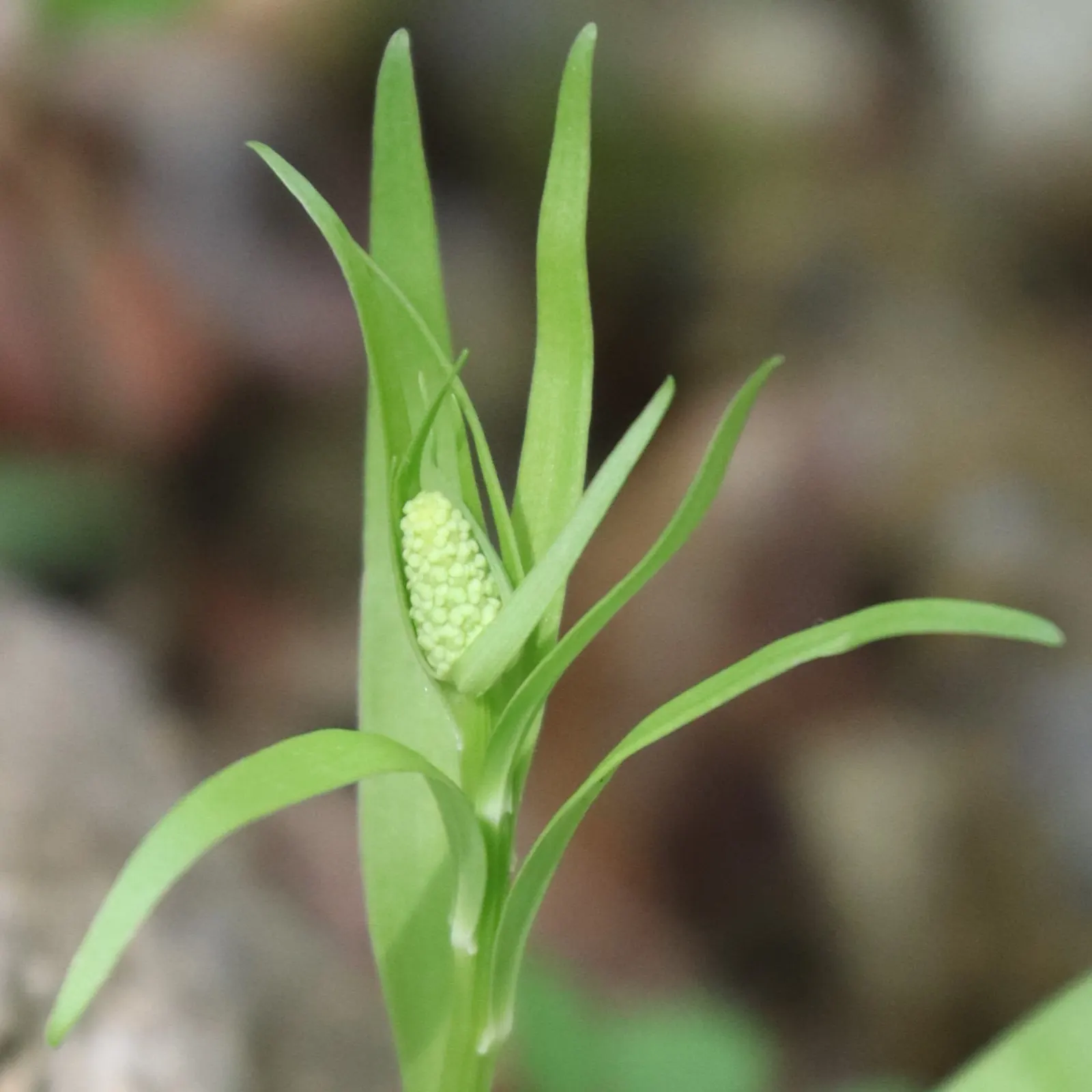 Fairy Wand (Chamaelirium Luteum) — this enchanting plant is well-suited for woodland gardens or shaded areas of the landscape; these inflorescences measure