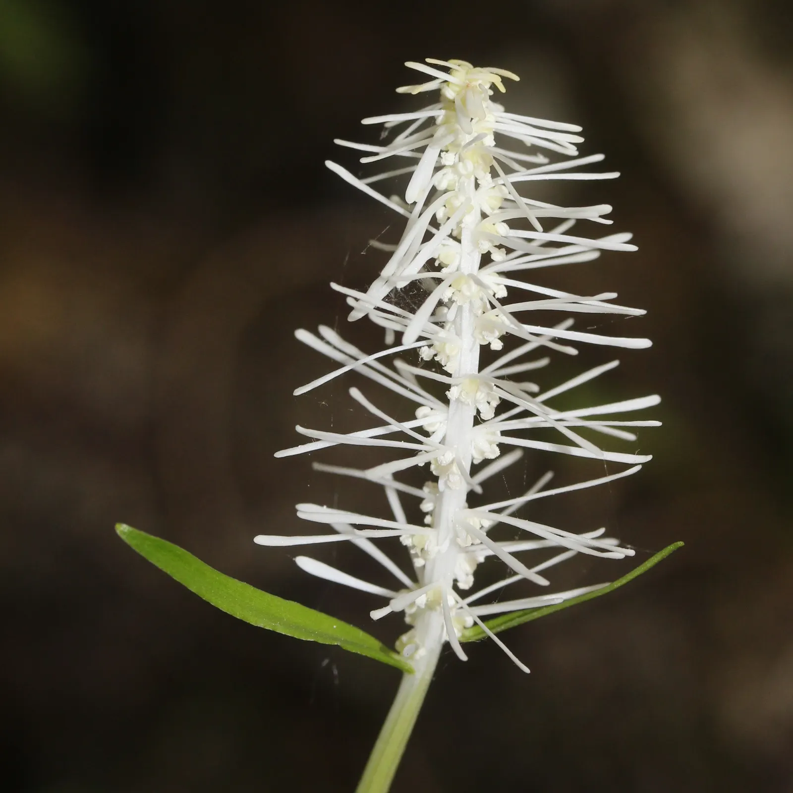 Fairy Wand (Chamaelirium Luteum) — adding a whimsical charm to woodland gardens or shaded borders