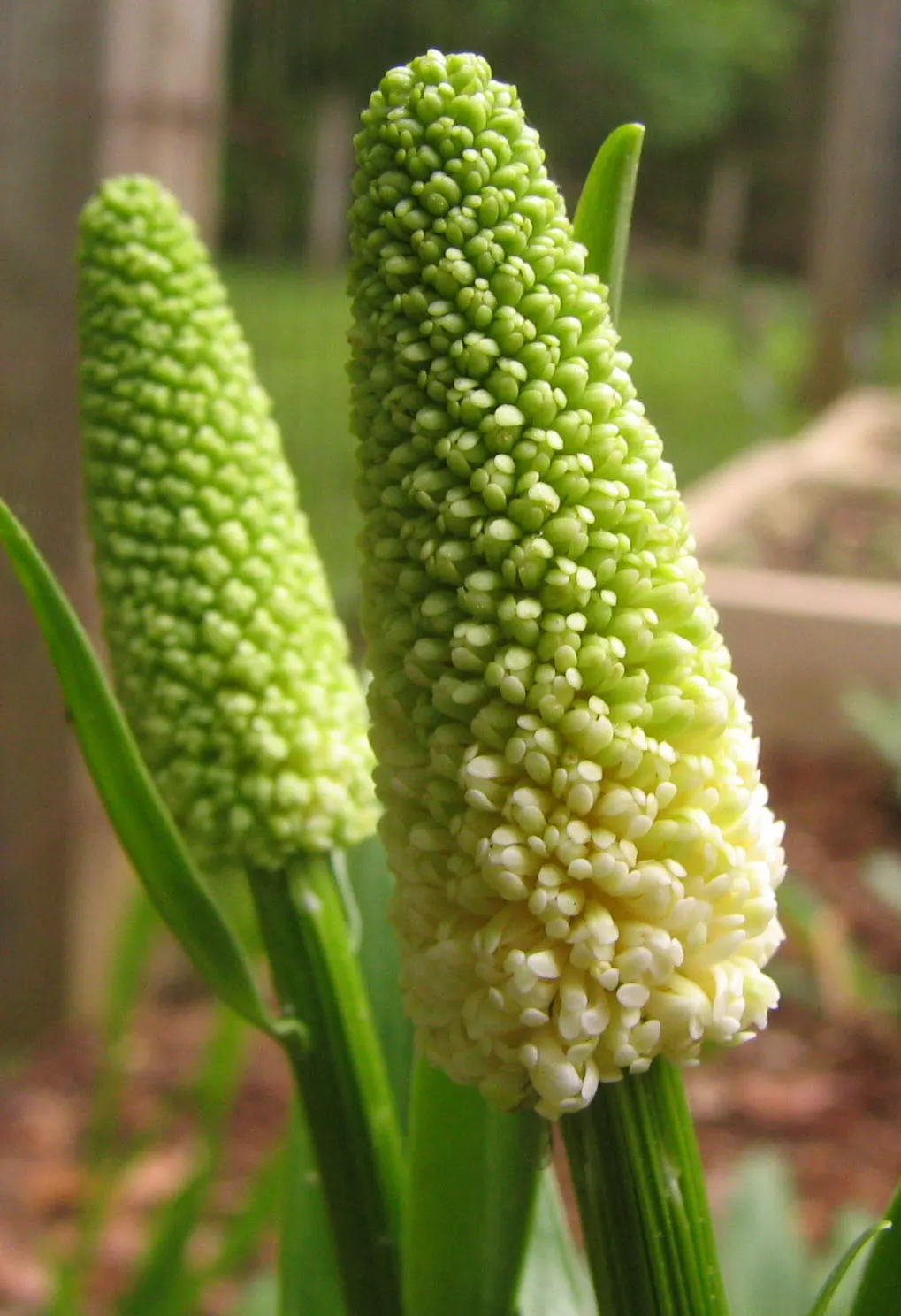 Fairy Wand (Chamaelirium Luteum) — wand-like blooms appear in late spring to early summer