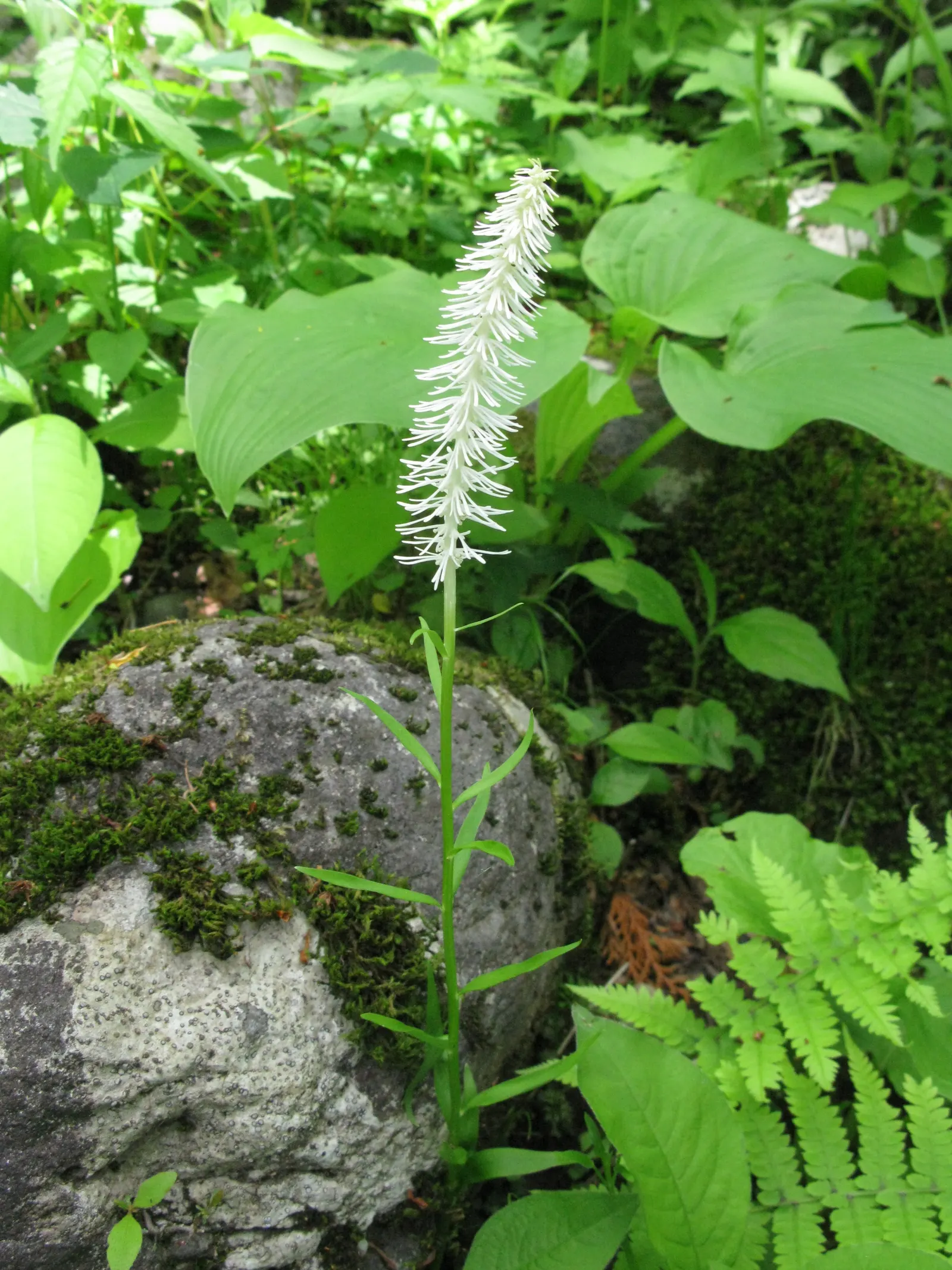 Fairy Wand (Chamaelirium Luteum) — Chamaelirium luteum also boasts potential medicinal uses