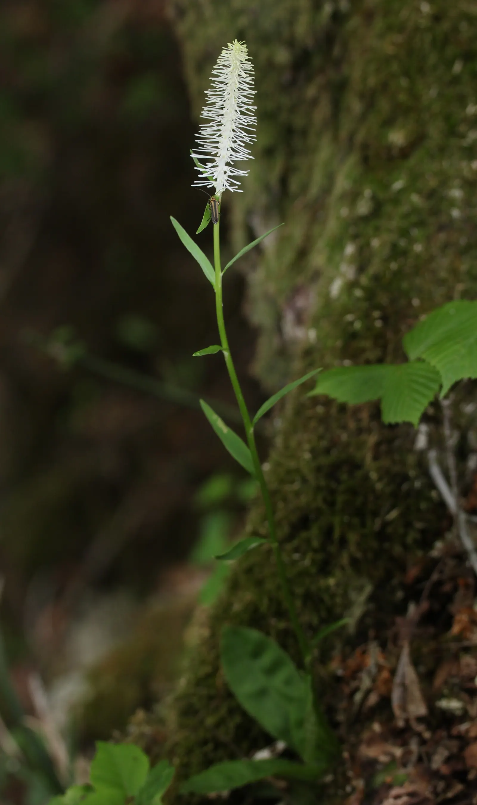 Fairy Wand (Chamaelirium Luteum) — Thriving in zones 3-8, it flourishes in partial to full shade with moist, well-drained soil