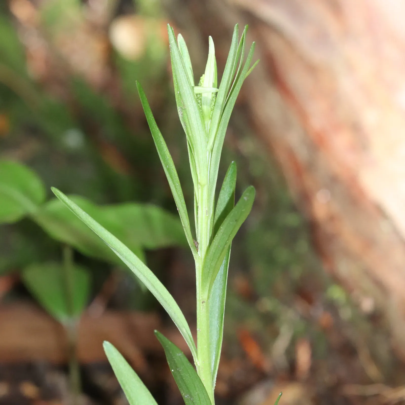 Fairy Wand (Chamaelirium Luteum) — Its most striking feature is the dense; fairy Wand is a beneficial addition as it attracts pollinators like bees and