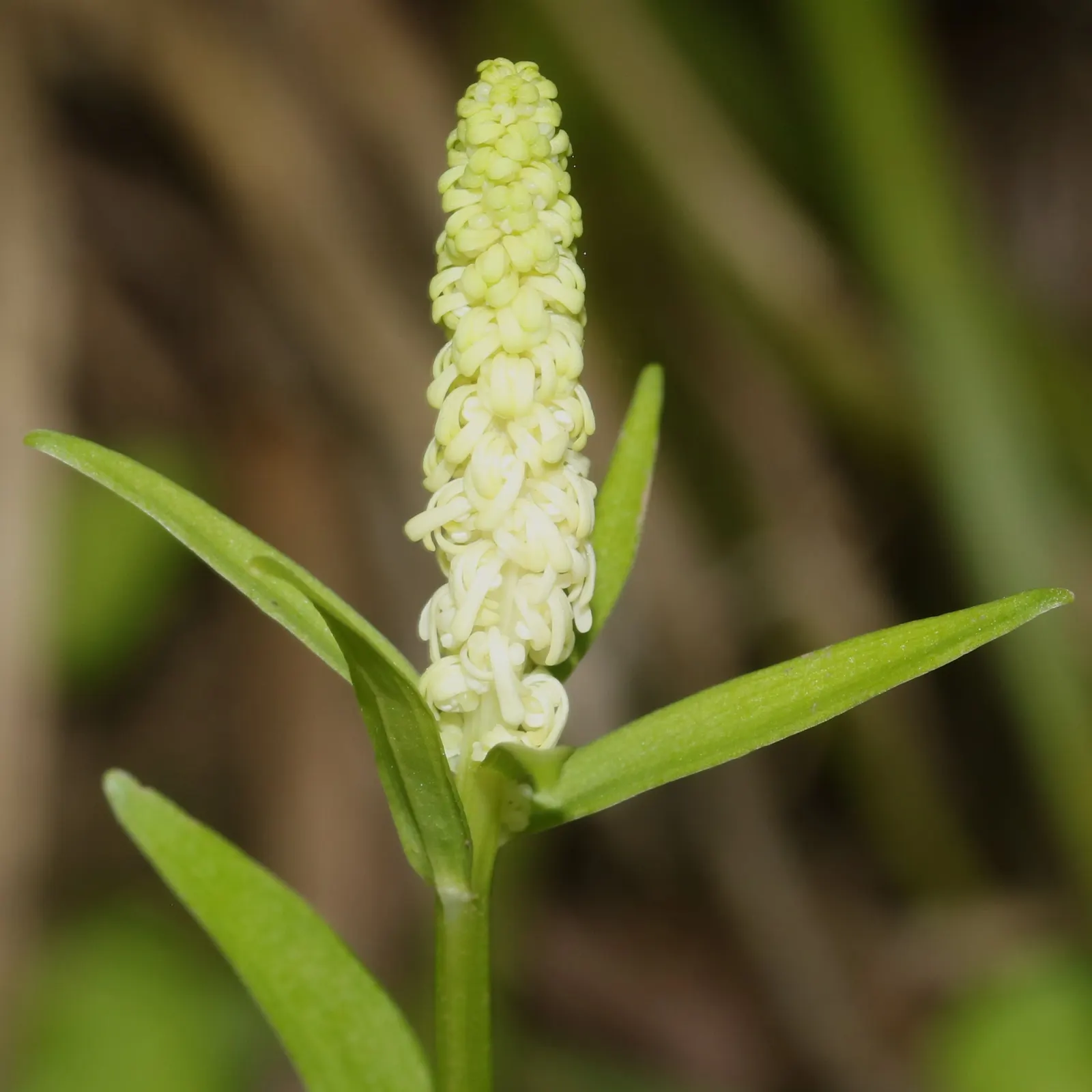 Fairy Wand (Chamaelirium Luteum) — tapering spike of tiny white flowers that bloom atop each stem in late spring to early summer