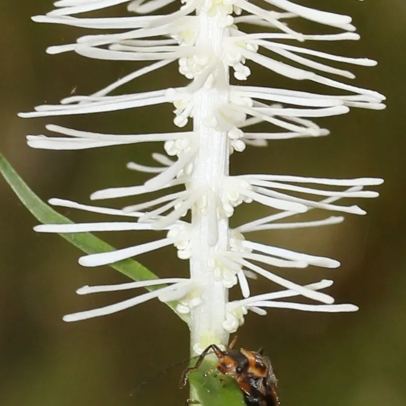 Fairy Wand (Chamaelirium Luteum) — is a perennial herb indigenous to the eastern United States; perennial with white blooms