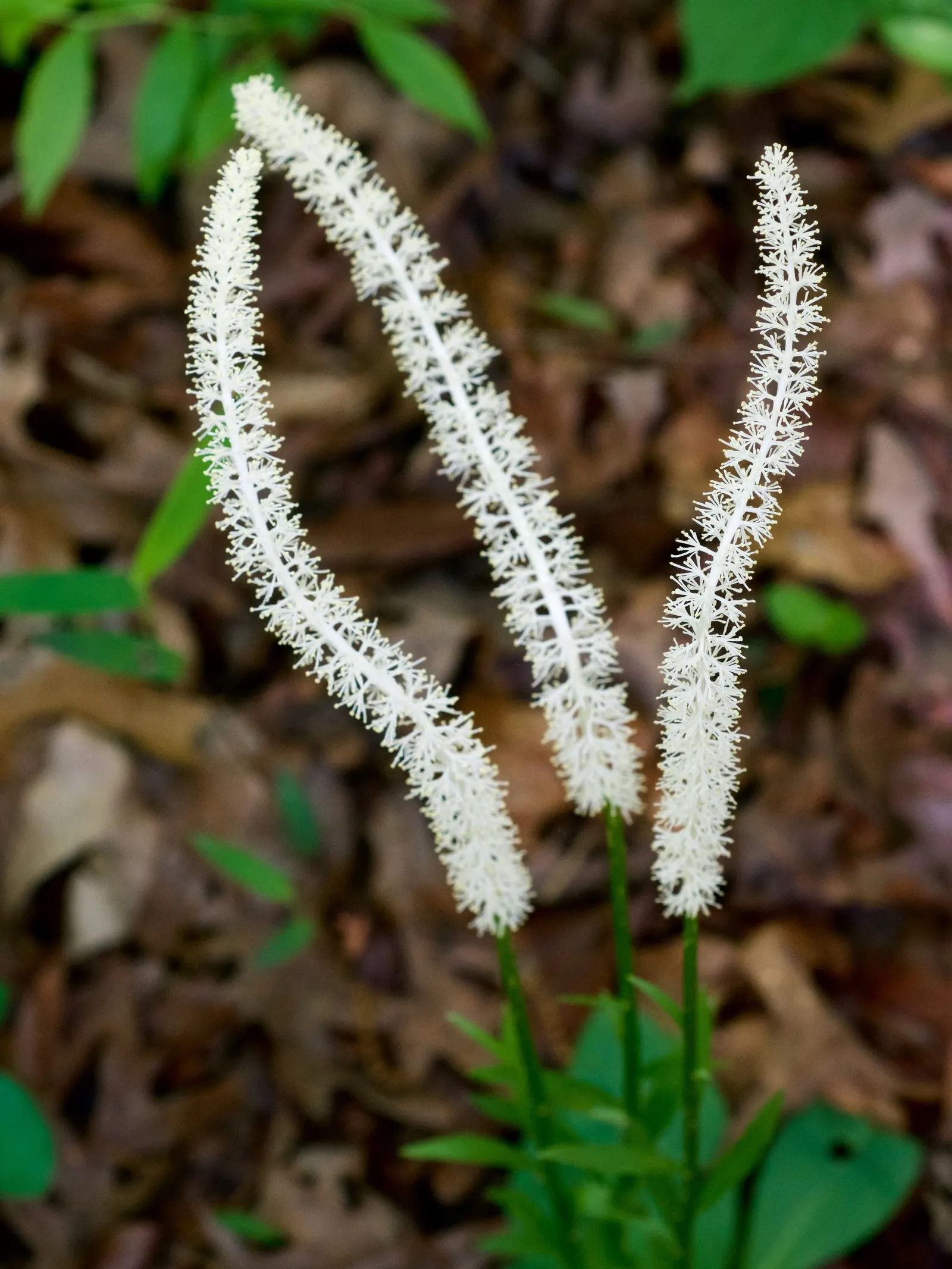Fairy Wand (Chamaelirium Luteum) — scientifically known as Chamaelirium luteum