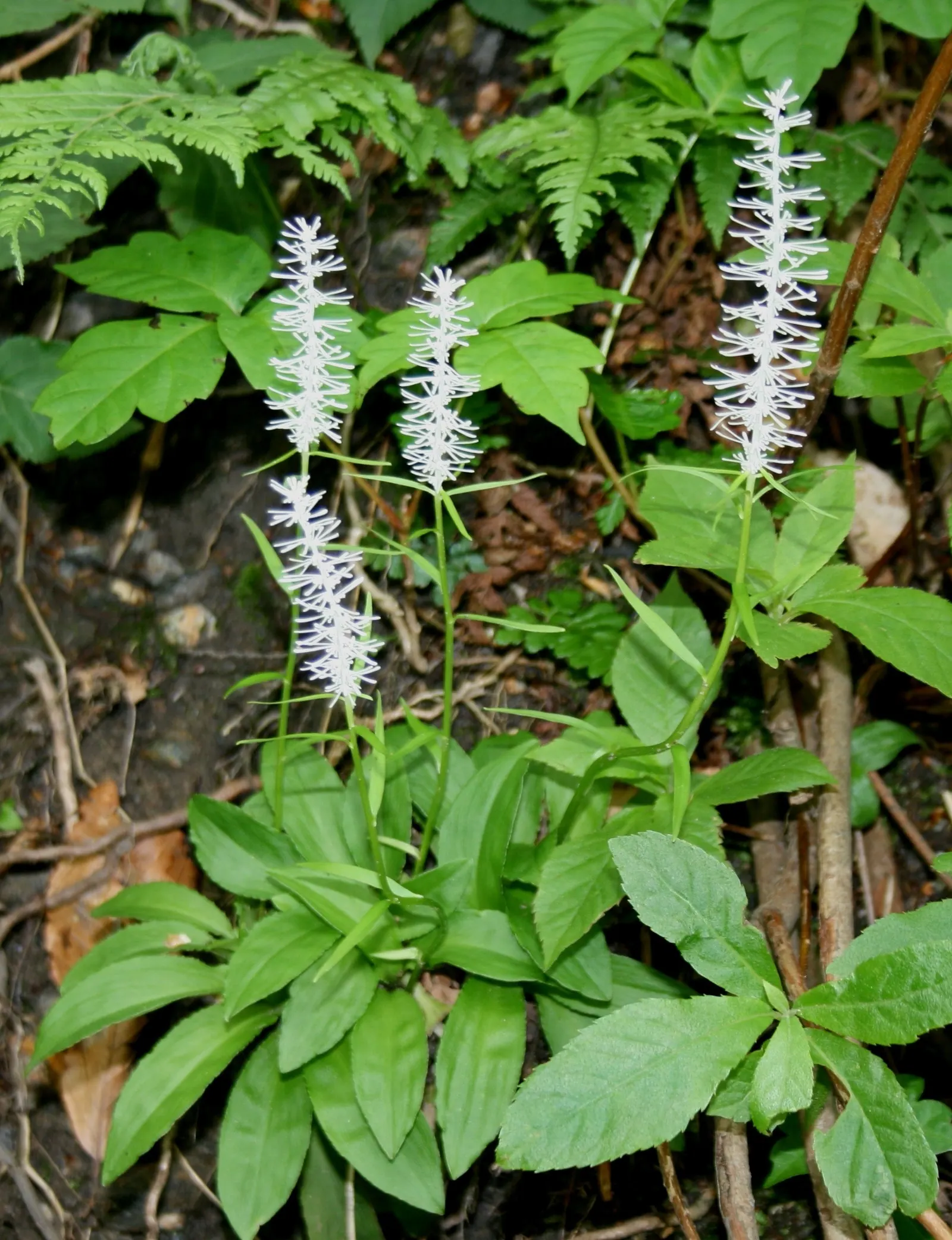 Fairy Wand (Chamaelirium Luteum) — Maintenance is minimal, making it a valuable low-care option for naturalistic plantings