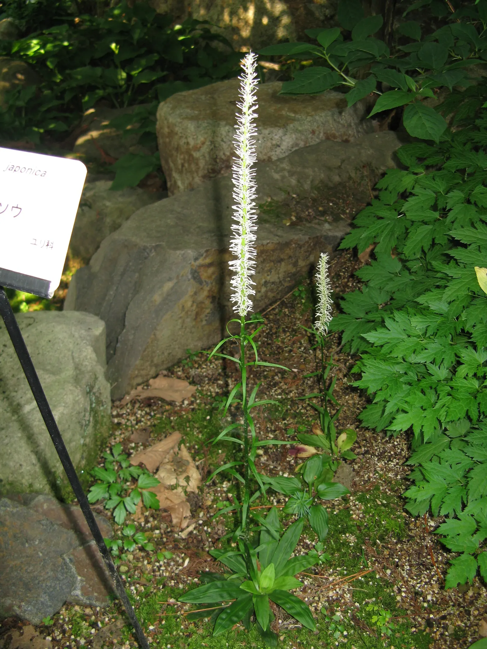 Fairy Wand (Chamaelirium Luteum) — Flourishing in USDA hardiness zones 3-8; deer-resistant, it's ideal for naturalistic settings