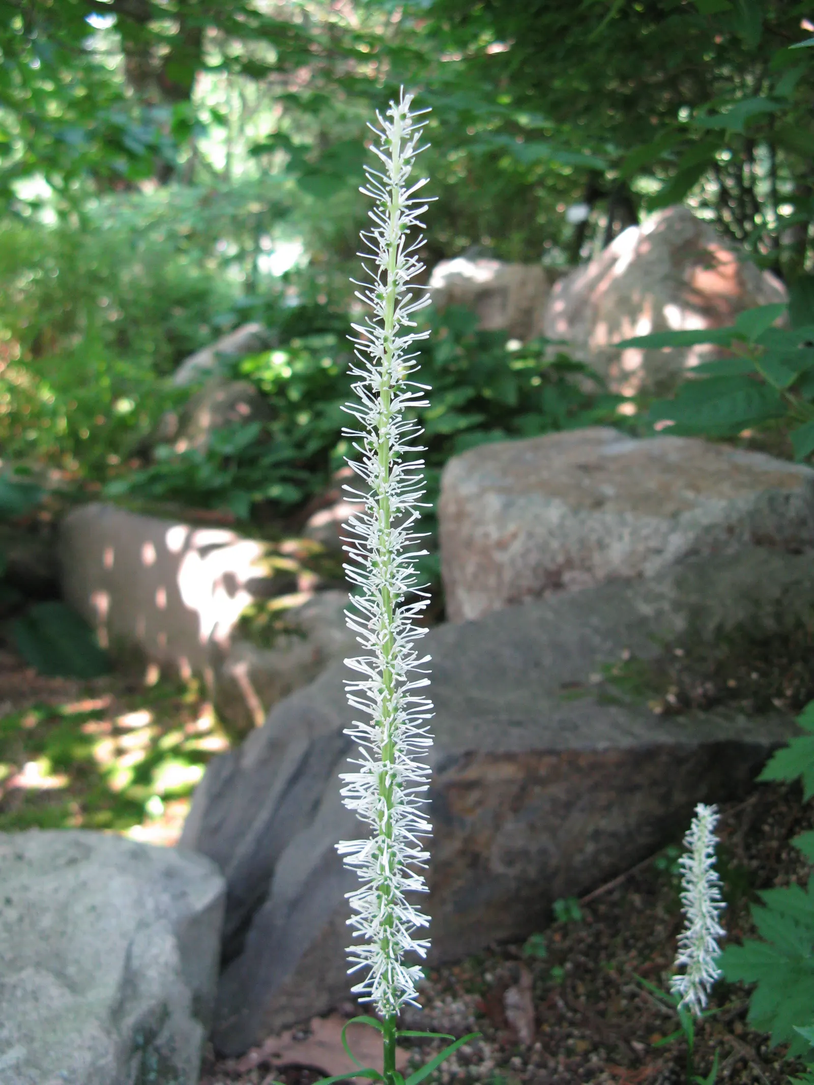 Fairy Wand (Chamaelirium Luteum) — scientifically known as Chamaelirium luteum; requiring patience from the landscape designer and client.<br><br>For clients