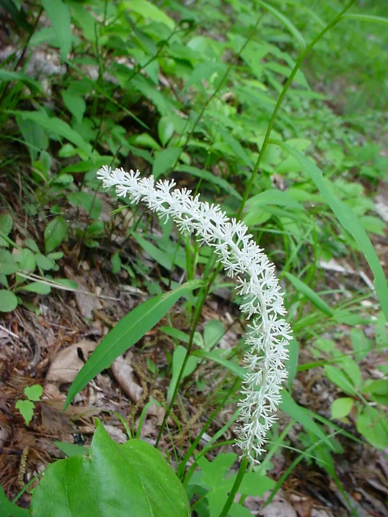 Fairy Wand (Chamaelirium Luteum) — Easy to integrate into a variety of designs