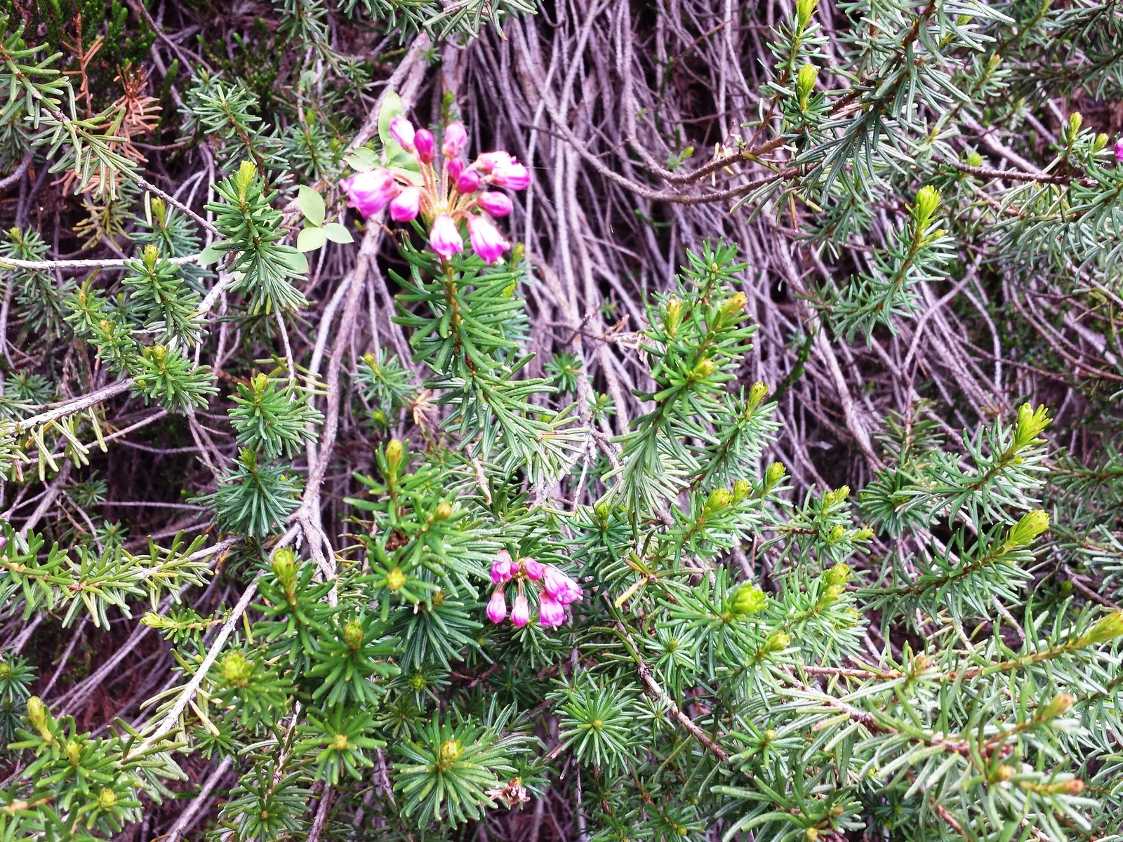 Pink Mountain Heath (Phyllodoce Empetriformis) — it is vital to situate them in well-draining; suited for USDA zones 4-8, it thrives in acidic, well-drained