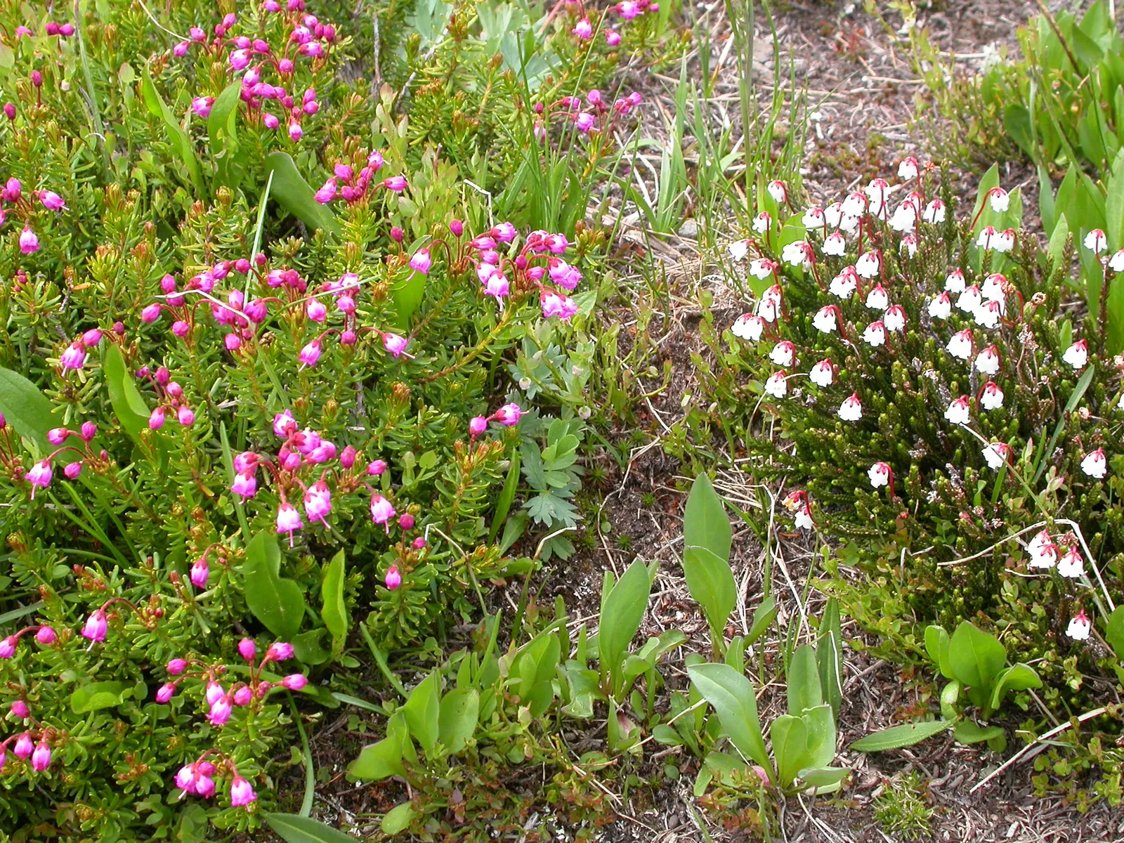 Pink Mountain Heath (Phyllodoce Empetriformis) — ideal for elevating the aesthetic appeal of alpine and rock gardens