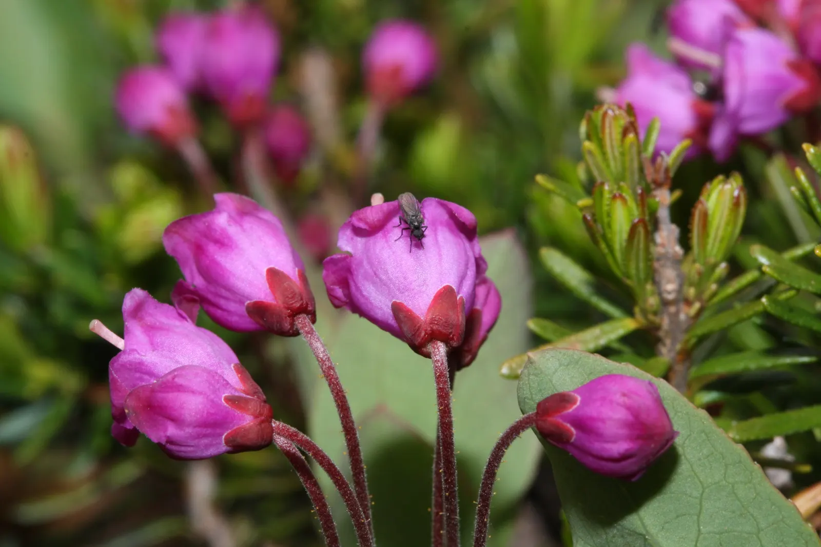Pink Mountain Heath (Phyllodoce Empetriformis) — low-maintenance tapestry that brings a touch of wild beauty to the cultivated garden; suited for USDA zones