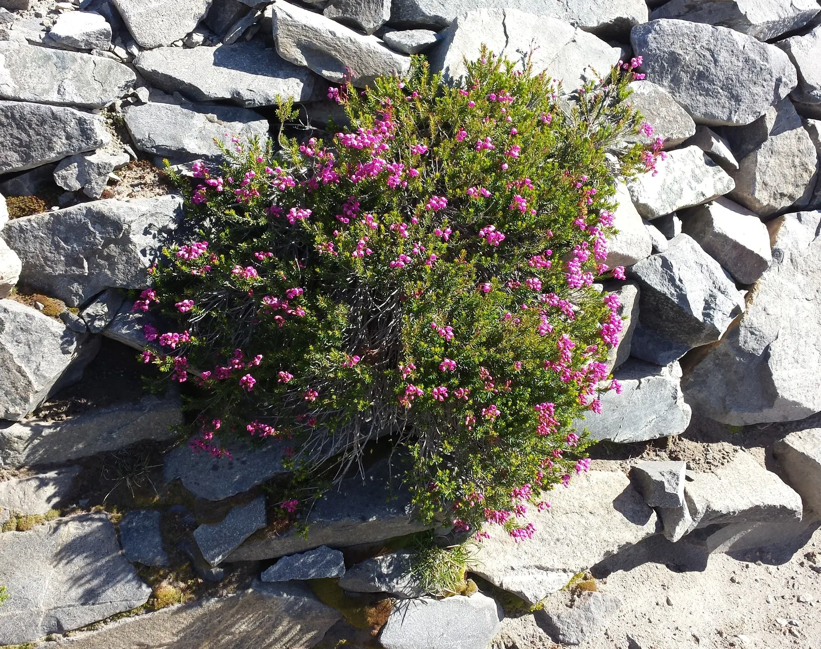 Pink Mountain Heath (Phyllodoce Empetriformis) — the plant becomes adorned with bell-shaped flowers