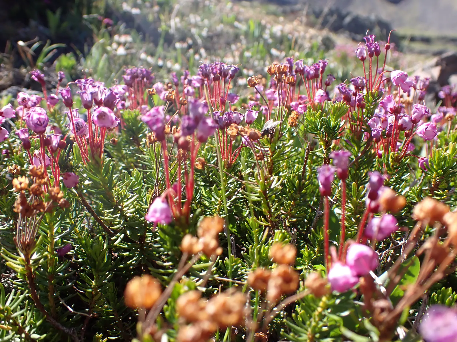 Pink Mountain Heath (Phyllodoce Empetriformis) — evergreen shrub reaching up to 12 inches tall; showcases an impressive hardiness that enables it to flourish