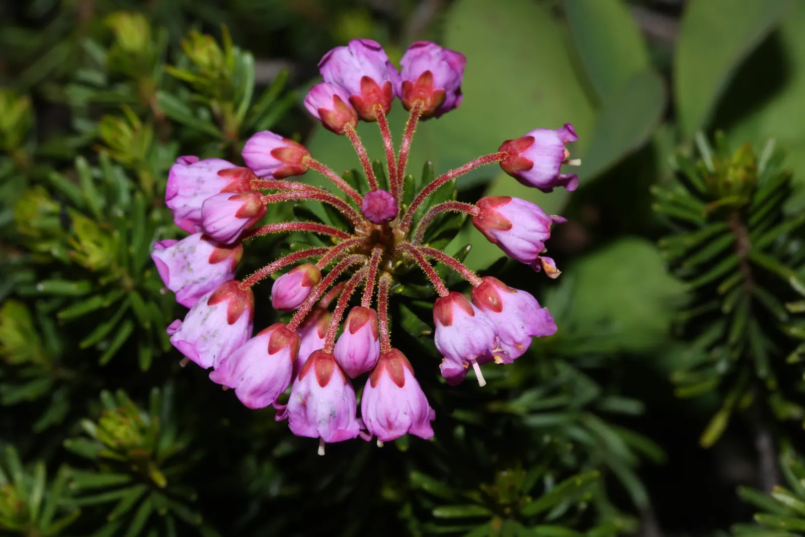 Pink Mountain Heath (Phyllodoce Empetriformis) — showcases an impressive hardiness that enables it to flourish in harsh; these blossoms exhibit a, image 67