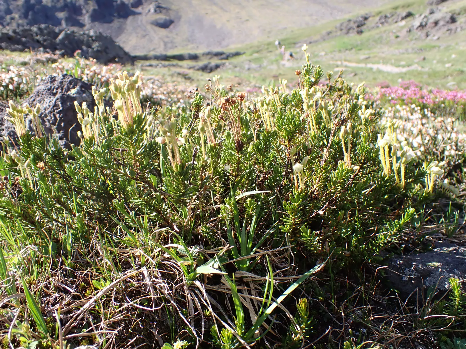 Pink Mountain Heath (Phyllodoce Empetriformis) — it offers excellent ground cover and is ideal for rock gardens and alpine settings