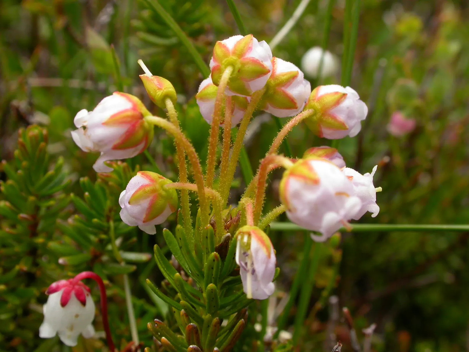 Pink Mountain Heath (Phyllodoce Empetriformis) — and are arranged spirally along the stems
