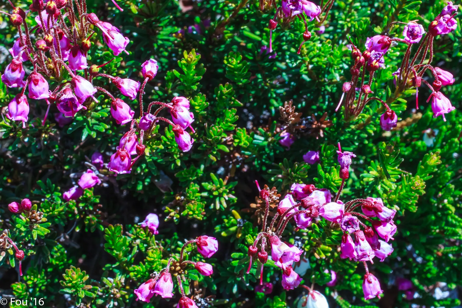 Pink Mountain Heath (Phyllodoce Empetriformis) — ideal for elevating the aesthetic appeal of alpine and rock gardens; suited for USDA zones 4-8, it thrives in