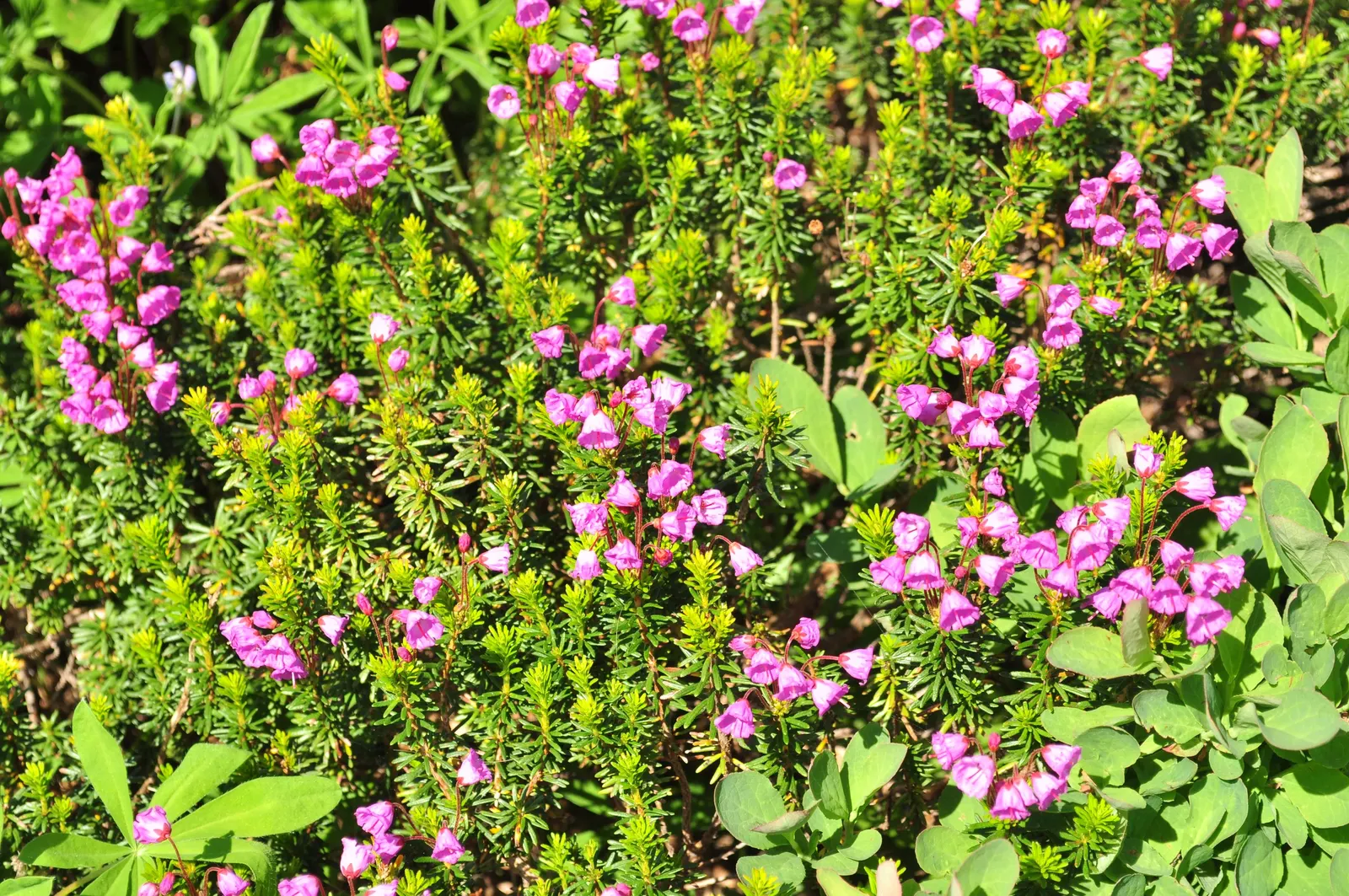 Pink Mountain Heath (Phyllodoce Empetriformis) — needle-like leaves are rich in color