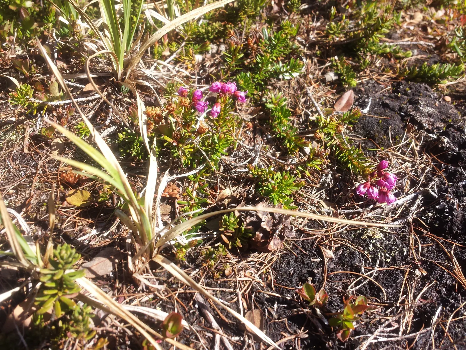 Pink Mountain Heath (Phyllodoce Empetriformis) — replicating their native mountainous terrain