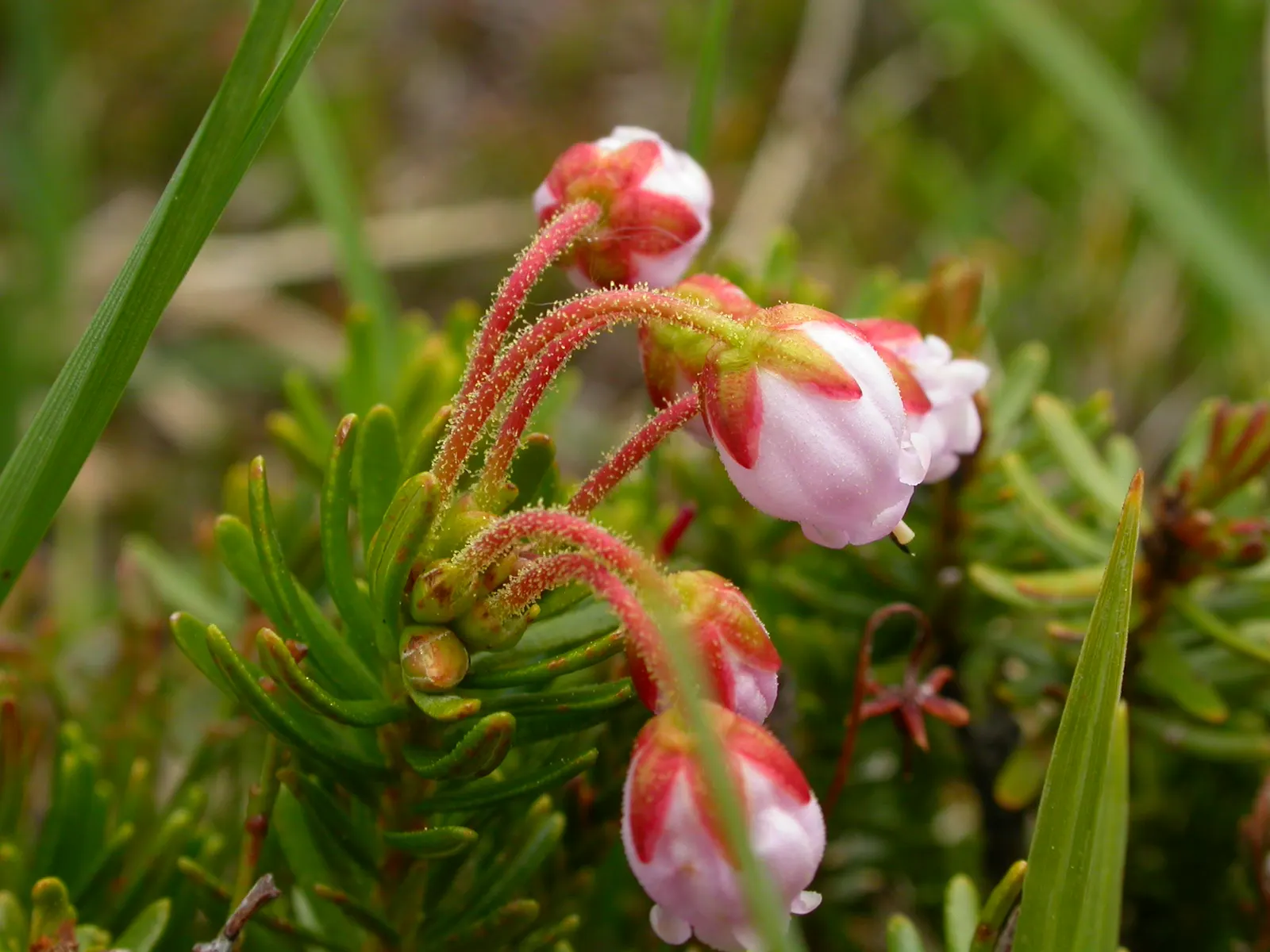 Pink Mountain Heath (Phyllodoce Empetriformis) — Partial to full sunlight condition is recommended to promote optimal growth and flower production
