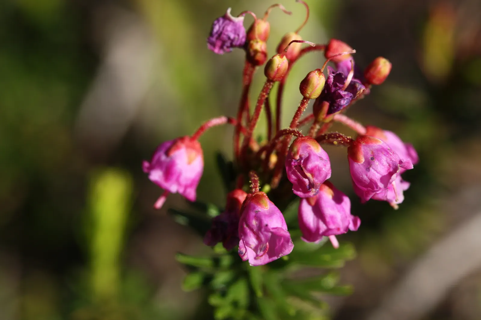 Pink Mountain Heath (Phyllodoce Empetriformis) — is a captivating low-growing evergreen shrub; low-maintenance tapestry that brings a touch of wild beauty to