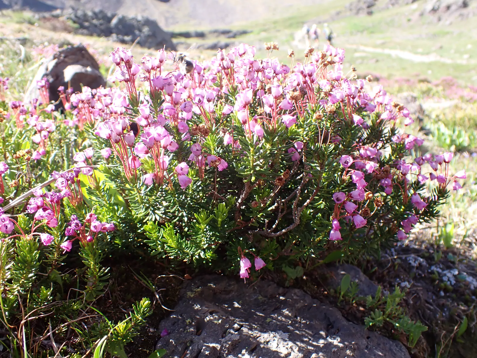 Pink Mountain Heath (Phyllodoce Empetriformis) — is a captivating low-growing evergreen shrub