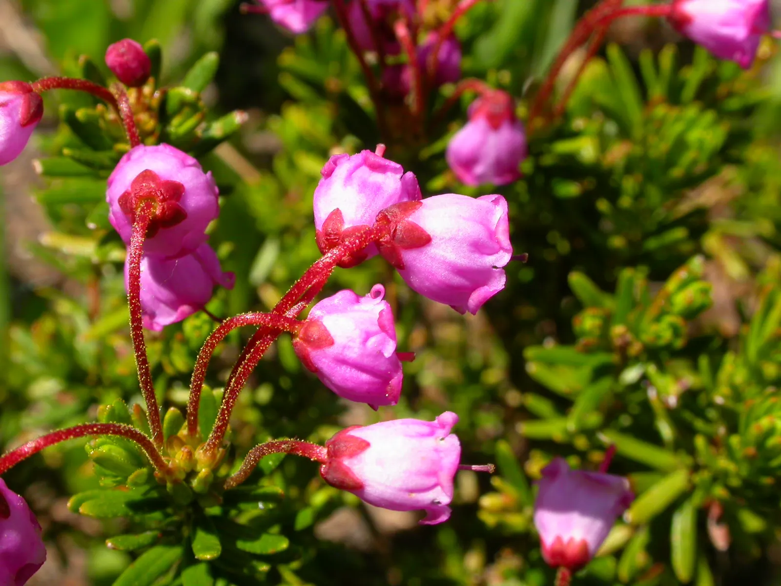Pink Mountain Heath (Phyllodoce Empetriformis) — Suited for USDA zones 4-8, it thrives in acidic, well-drained soil and partial to full sun; low-maintenance