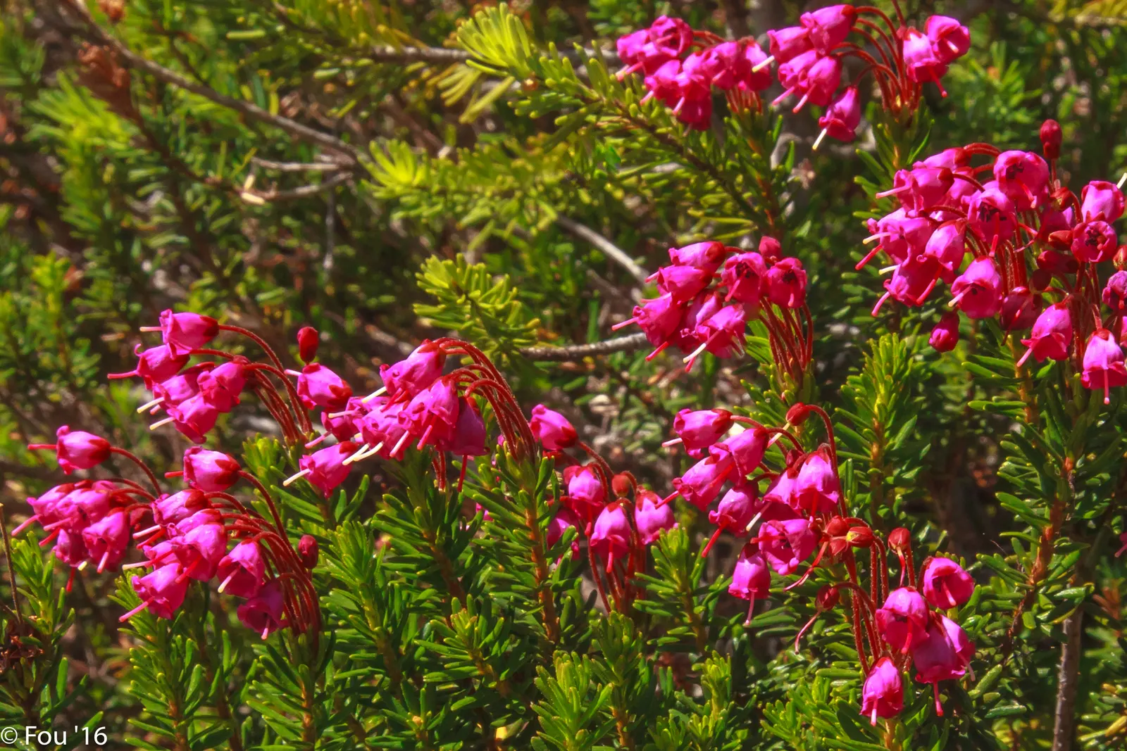 Pink Mountain Heath (Phyllodoce Empetriformis) — it offers excellent ground cover and is ideal for rock gardens and alpine settings; showcases an impressive