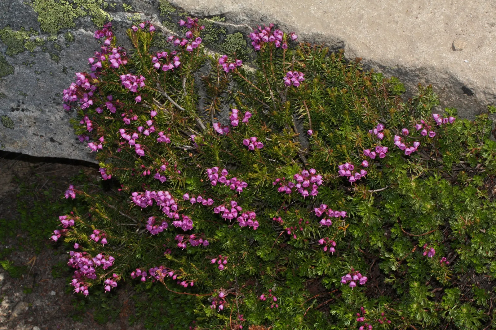 Pink Mountain Heath (Phyllodoce Empetriformis) — mountainous landscapes.<br><br>Pink Mountain Heather reaches a modest height of 4 to 12 inches, image 68