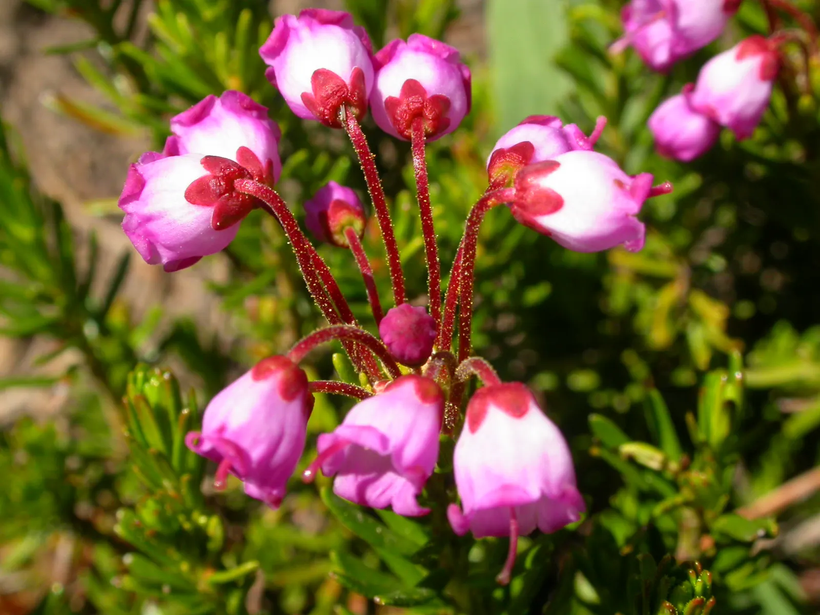 Pink Mountain Heath (Phyllodoce Empetriformis) — These blossoms exhibit a striking pink to purple color