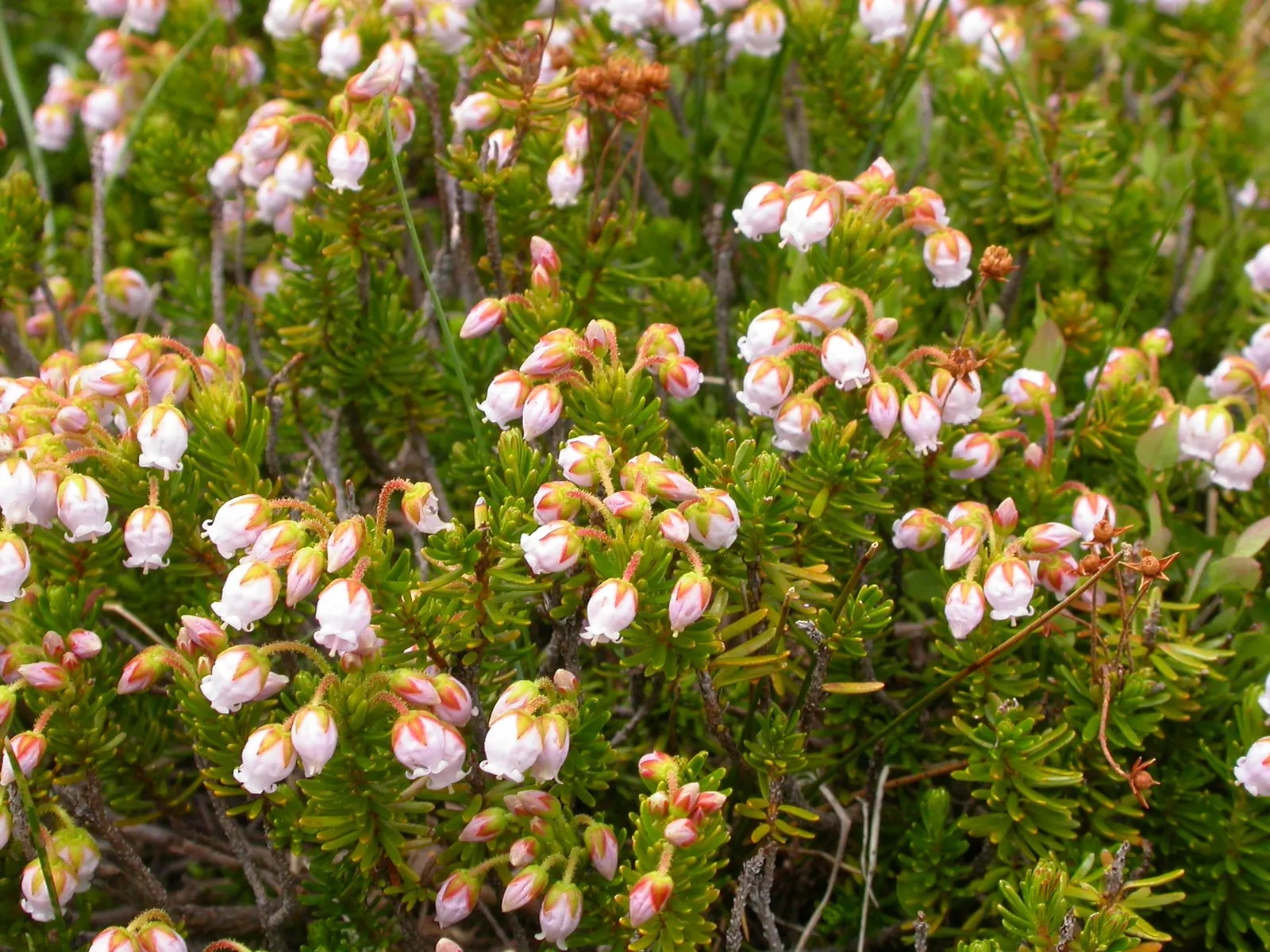 Pink Mountain Heath (Phyllodoce Empetriformis) — scientifically named Phyllodoce empetriformis; these blossoms exhibit a striking pink to purple color