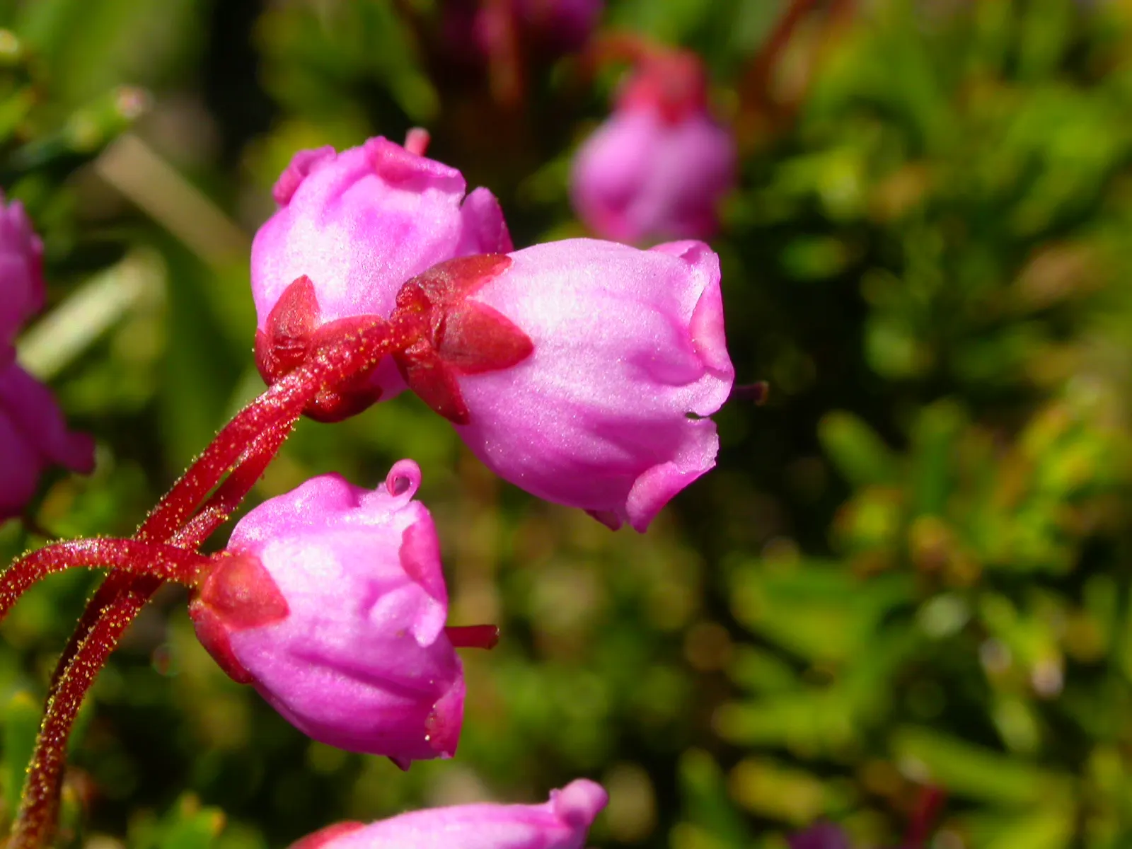 Pink Mountain Heath (Phyllodoce Empetriformis) — It adorns mountain landscapes with bell-shaped, vibrant pink flowers and fine, needle-like leaves