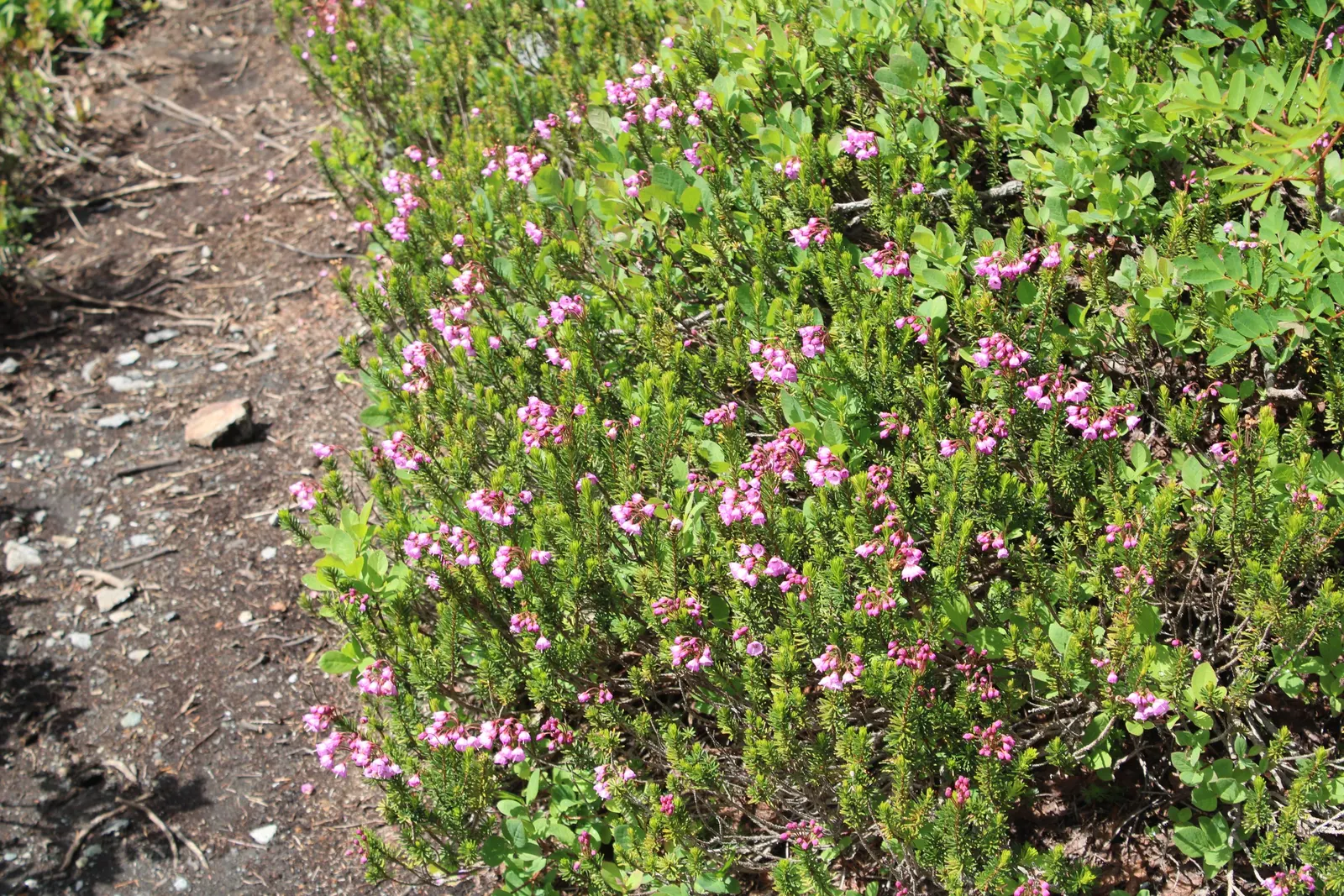Pink Mountain Heath (Phyllodoce Empetriformis) — pink flowers in the garden