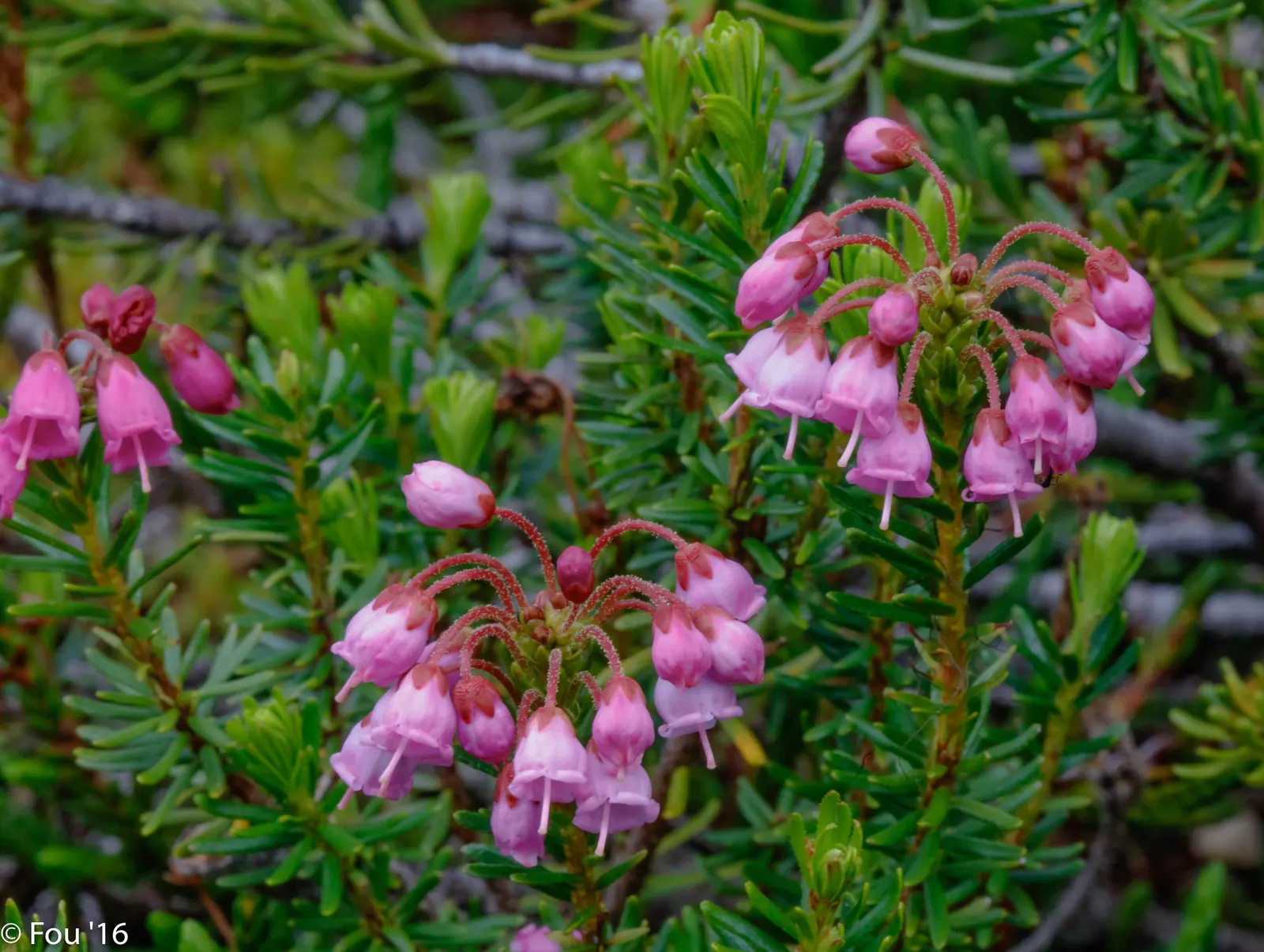 Pink Mountain Heath (Phyllodoce Empetriformis) — evergreen shrub reaching up to 12 inches tall