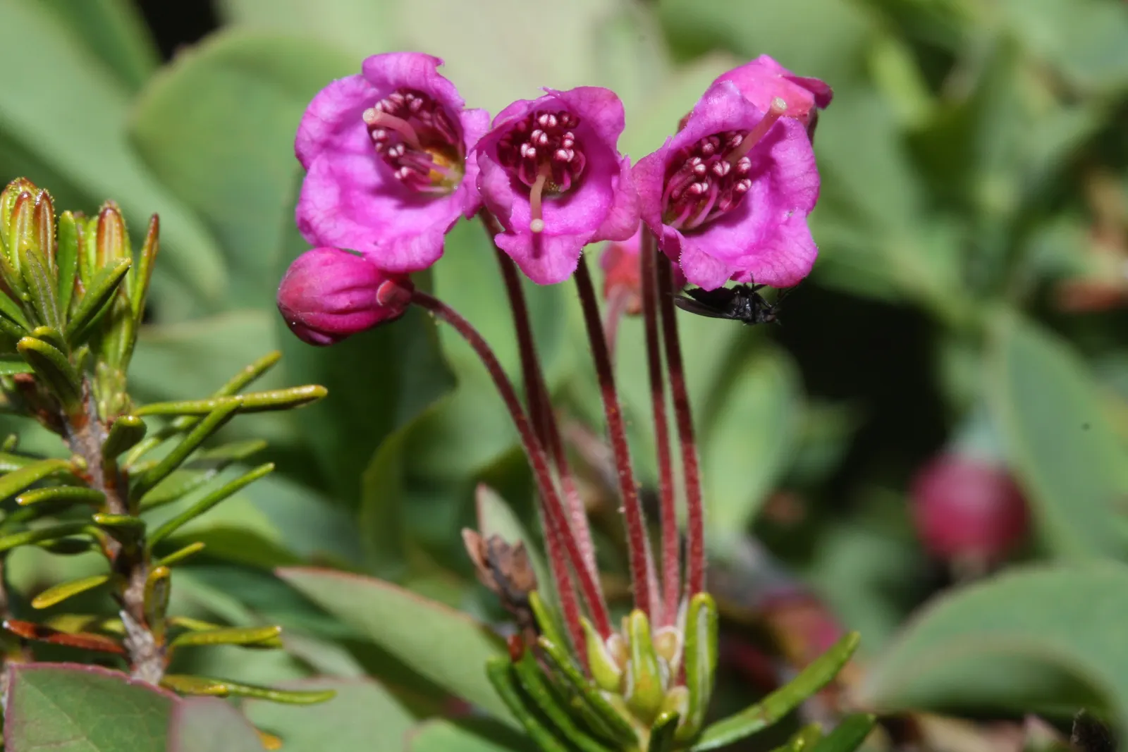 Pink Mountain Heath (Phyllodoce Empetriformis) — ground cover for full or half; low-maintenance tapestry that brings a touch of wild beauty to the cultivated