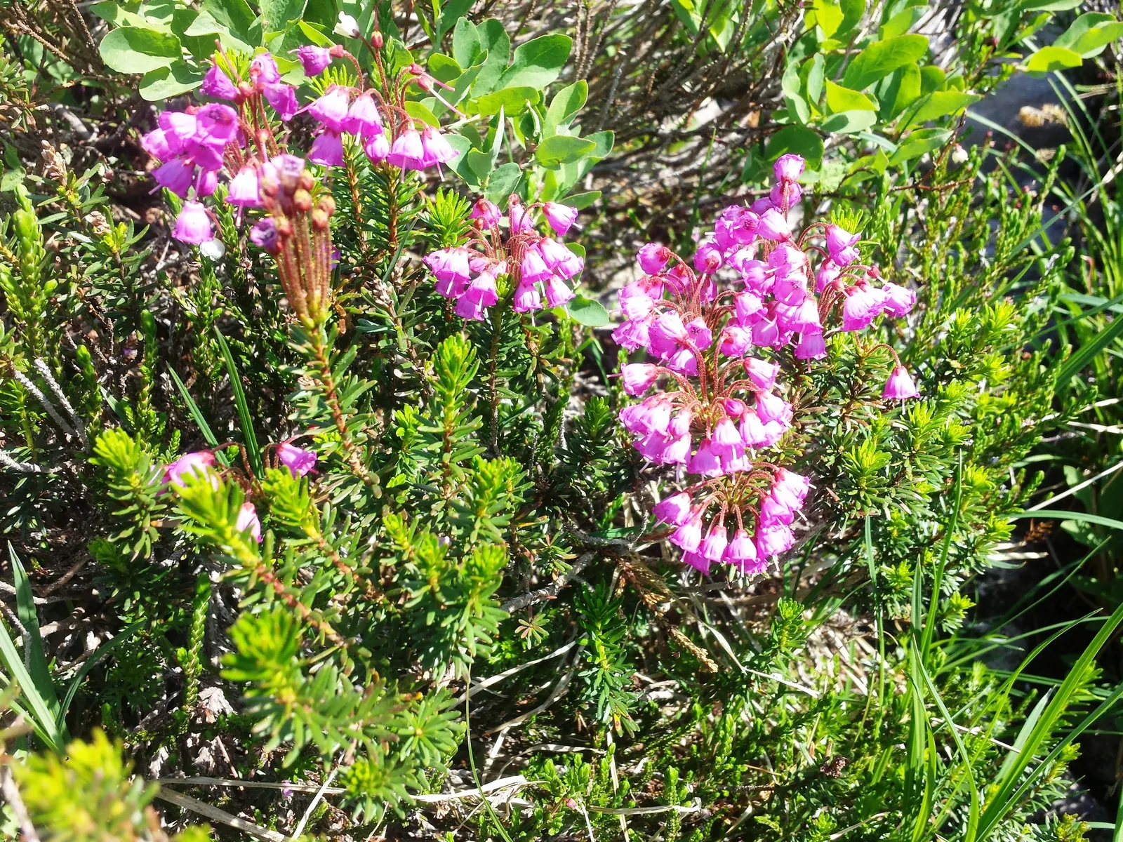 Pink Mountain Heath (Phyllodoce Empetriformis) — Partial to full sunlight condition is recommended to promote optimal growth and flower production; these