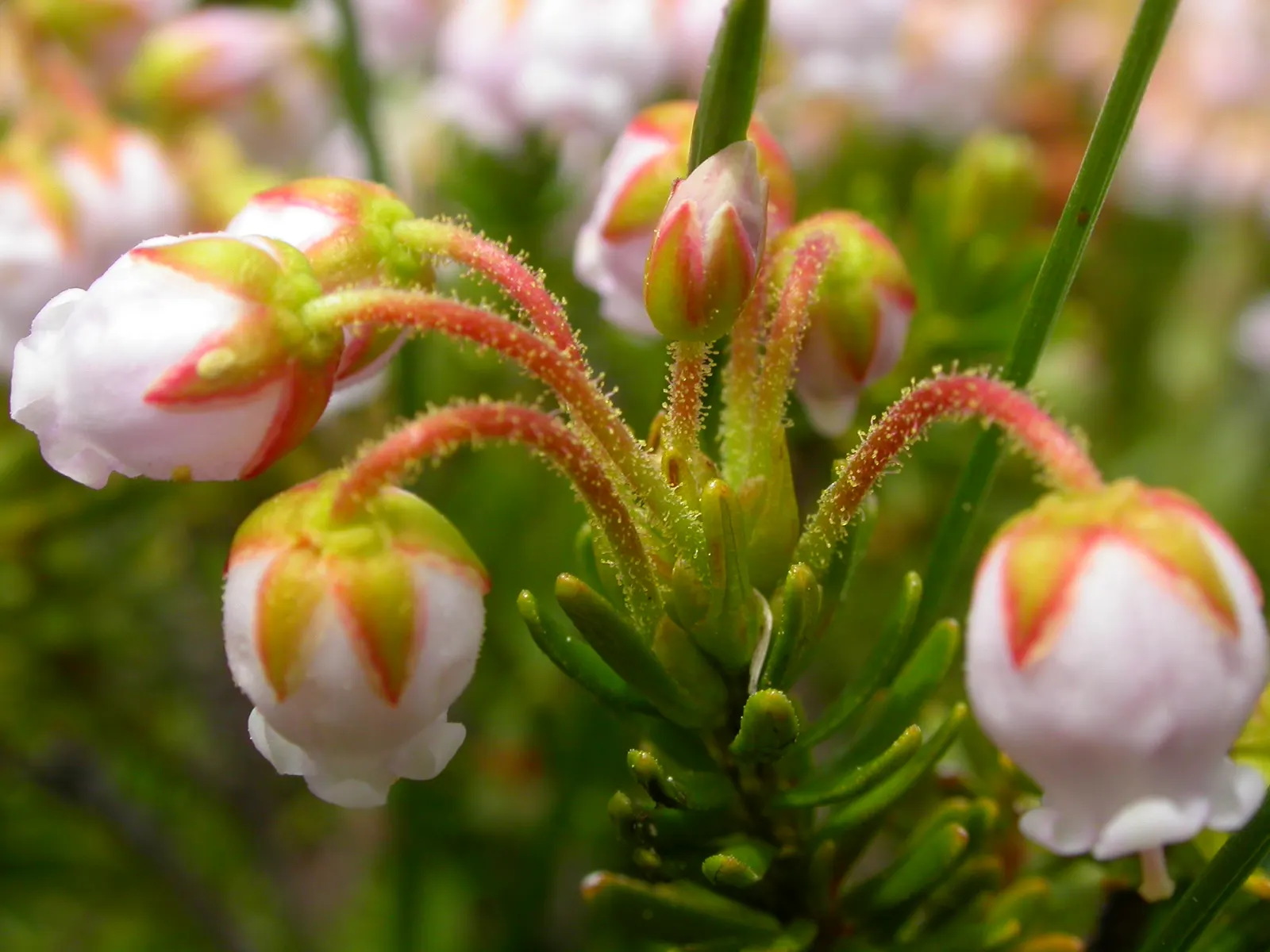 Pink Mountain Heath (Phyllodoce Empetriformis) — forming dense mounds that can contribute to ground cover; suited for USDA zones 4-8, it thrives in acidic