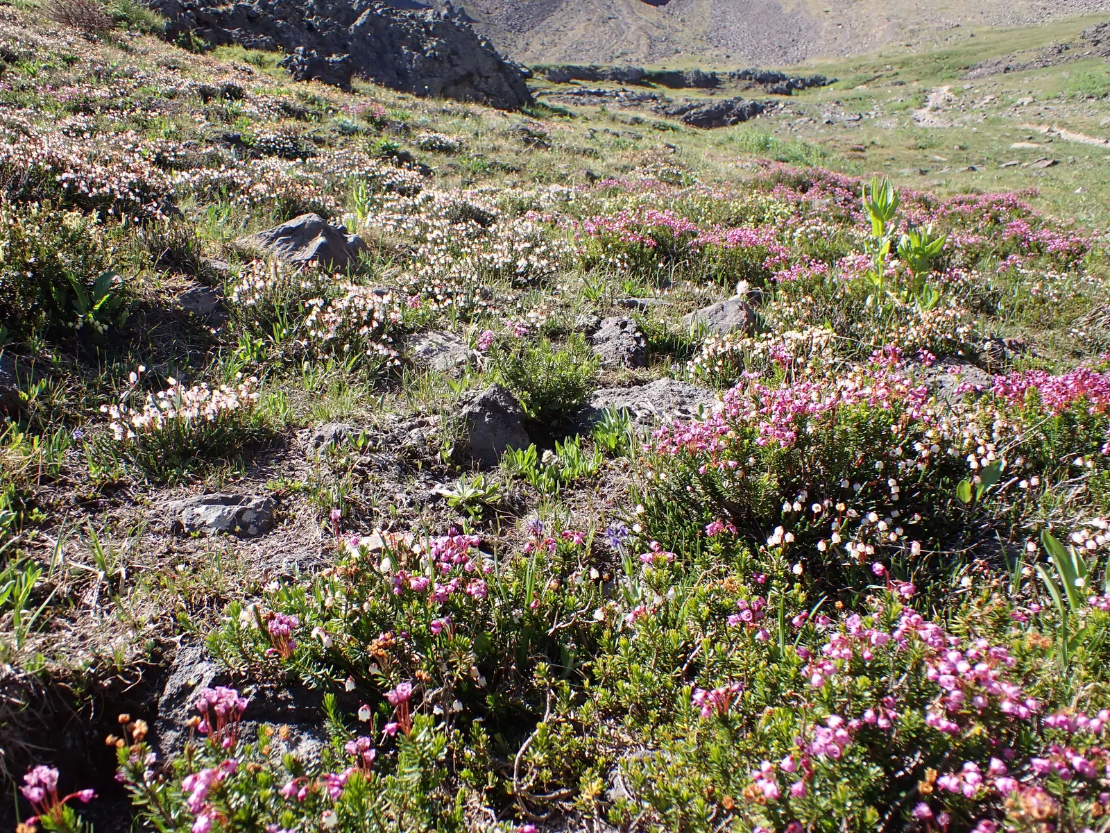 Pink Mountain Heath (Phyllodoce Empetriformis) — which typically thrives in USDA zones 5 through 7; showcases an impressive hardiness that enables, image 66