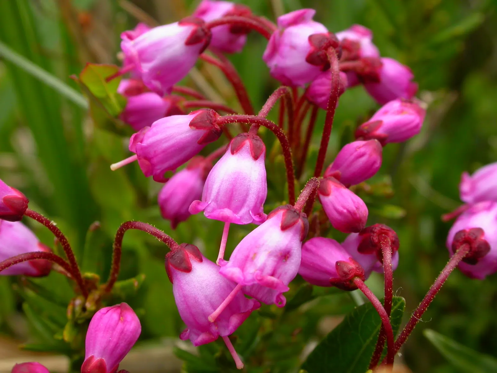 Pink Mountain Heath (Phyllodoce Empetriformis) — which typically thrives in USDA zones 5 through 7