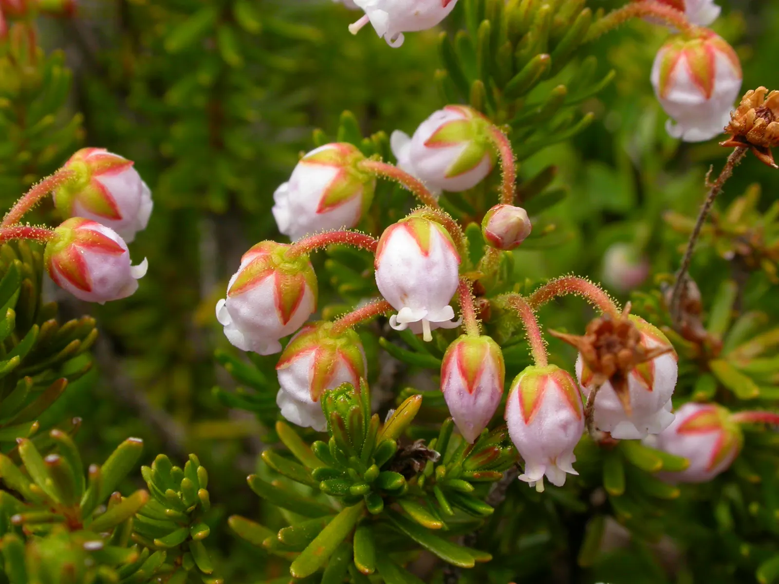 Pink Mountain Heath (Phyllodoce Empetriformis) — These blossoms exhibit a striking pink to purple color; showcases an impressive hardiness that enables it to