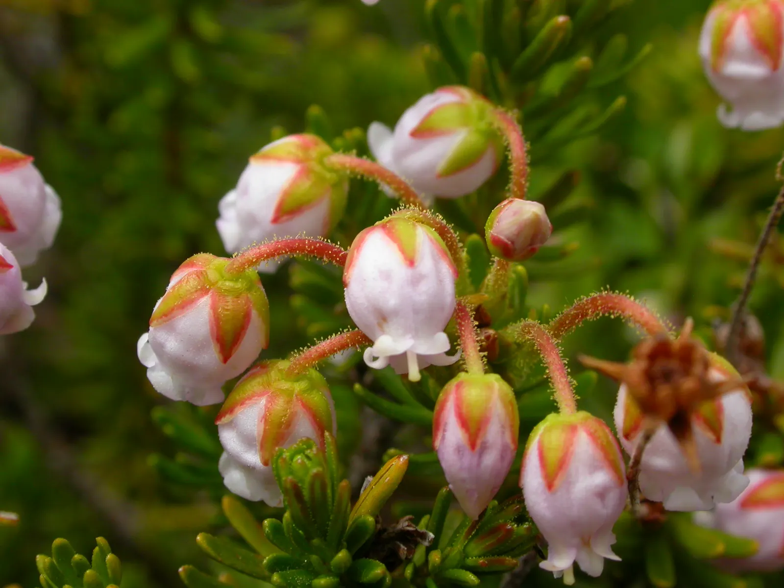 Pink Mountain Heath (Phyllodoce Empetriformis) — showcases an impressive hardiness that enables it to flourish in harsh; these blossoms exhibit a striking pink
