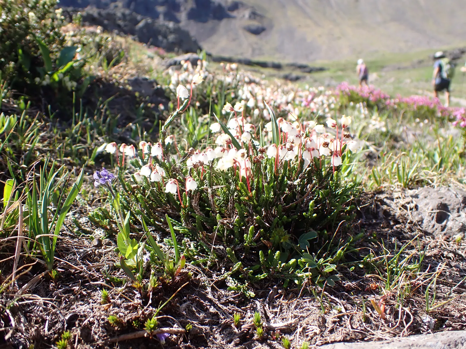Pink Mountain Heath (Phyllodoce Empetriformis) — forming dense mounds that can contribute to ground cover; suited for USDA zones 4-8, it thrives in, image 69