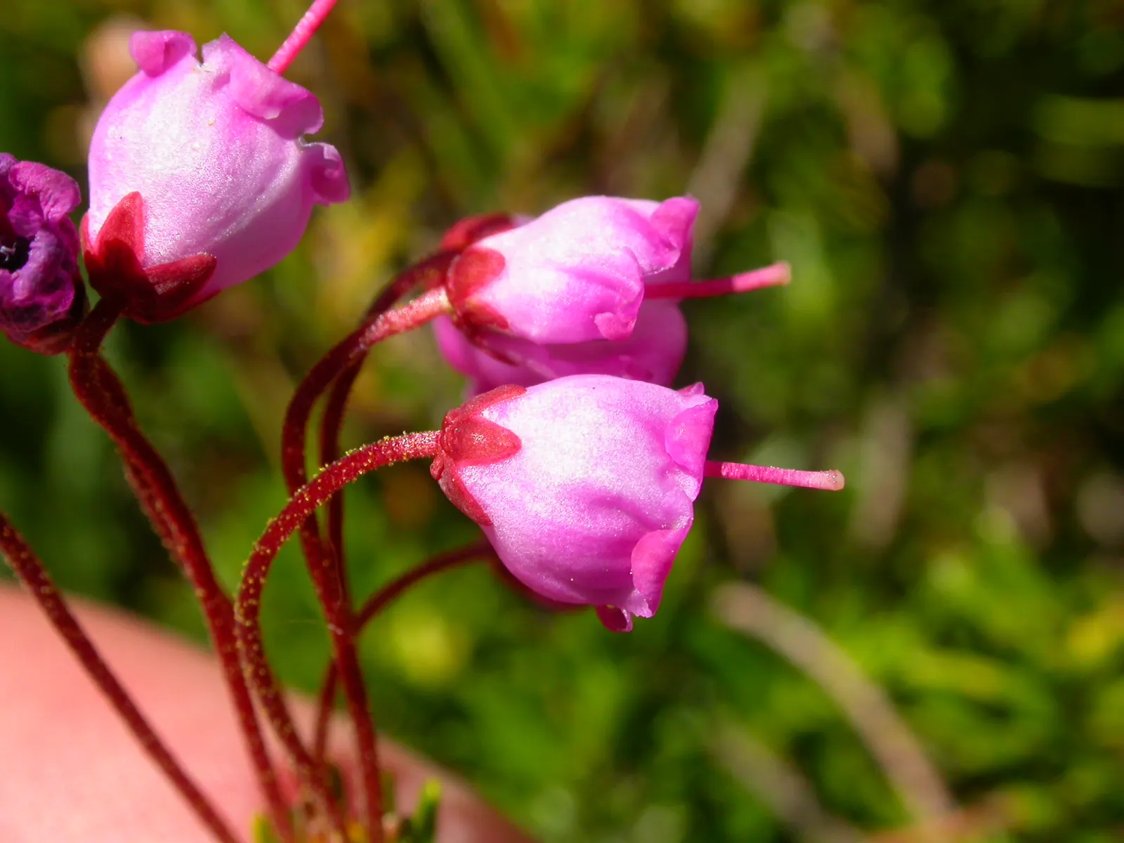 Pink Mountain Heath (Phyllodoce Empetriformis) — The Pink Mountain Heather (Phyllodoce empetriformis) is a low-growing; suited for USDA zones 4-8, it thrives