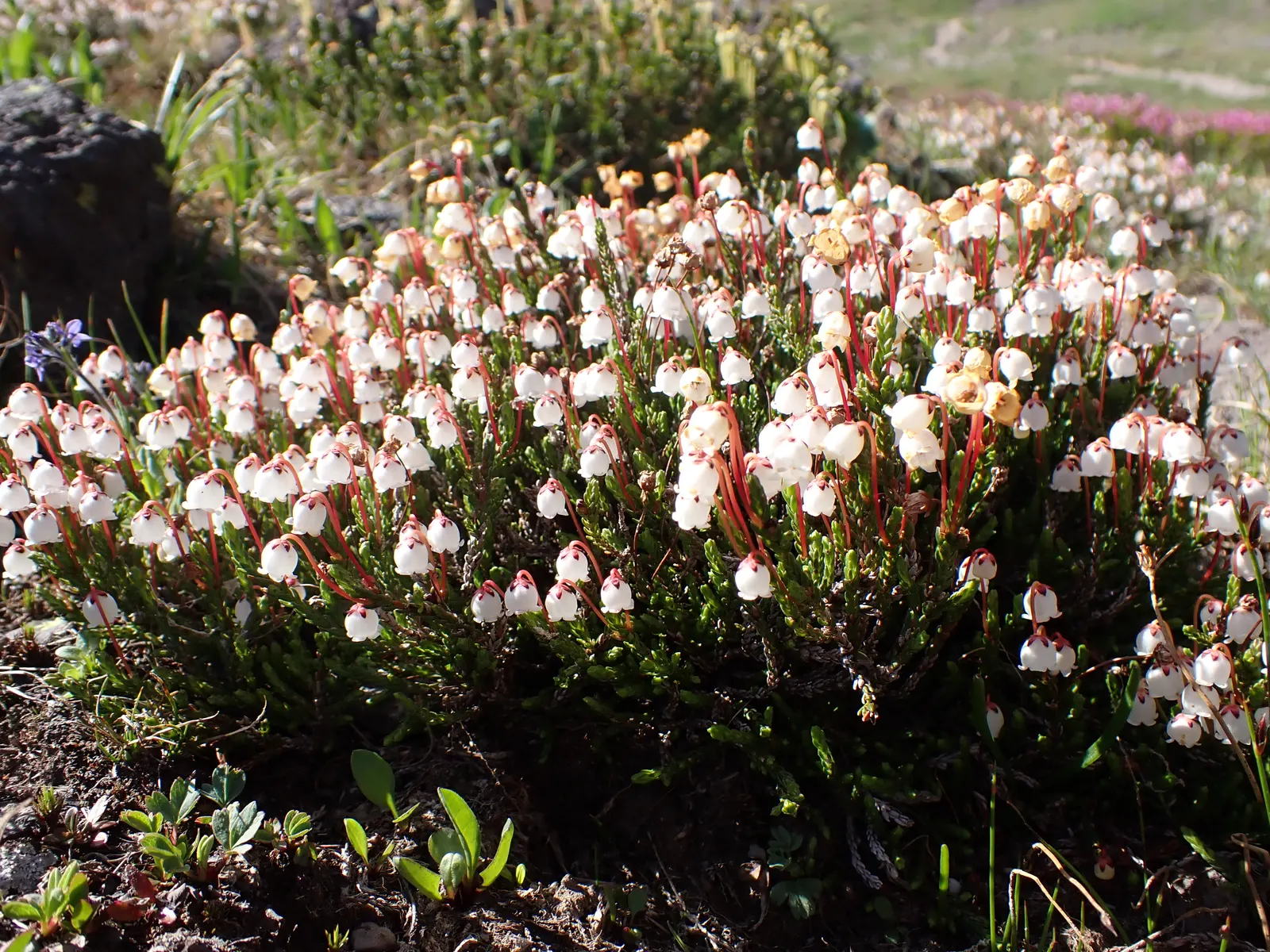 Pink Mountain Heath (Phyllodoce Empetriformis) — It adorns mountain landscapes with bell-shaped, vibrant pink flowers and fine, needle-like leaves, image 59