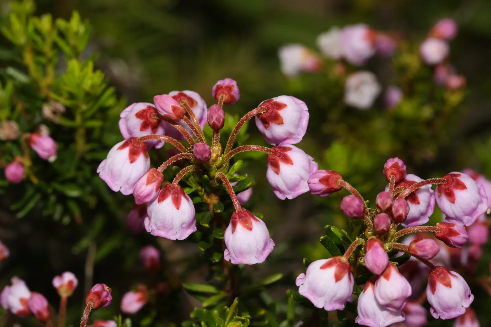Pink Mountain Heath (Phyllodoce Empetriformis) — and are arranged spirally along the stems; low-maintenance tapestry that brings a touch of wild beauty to the