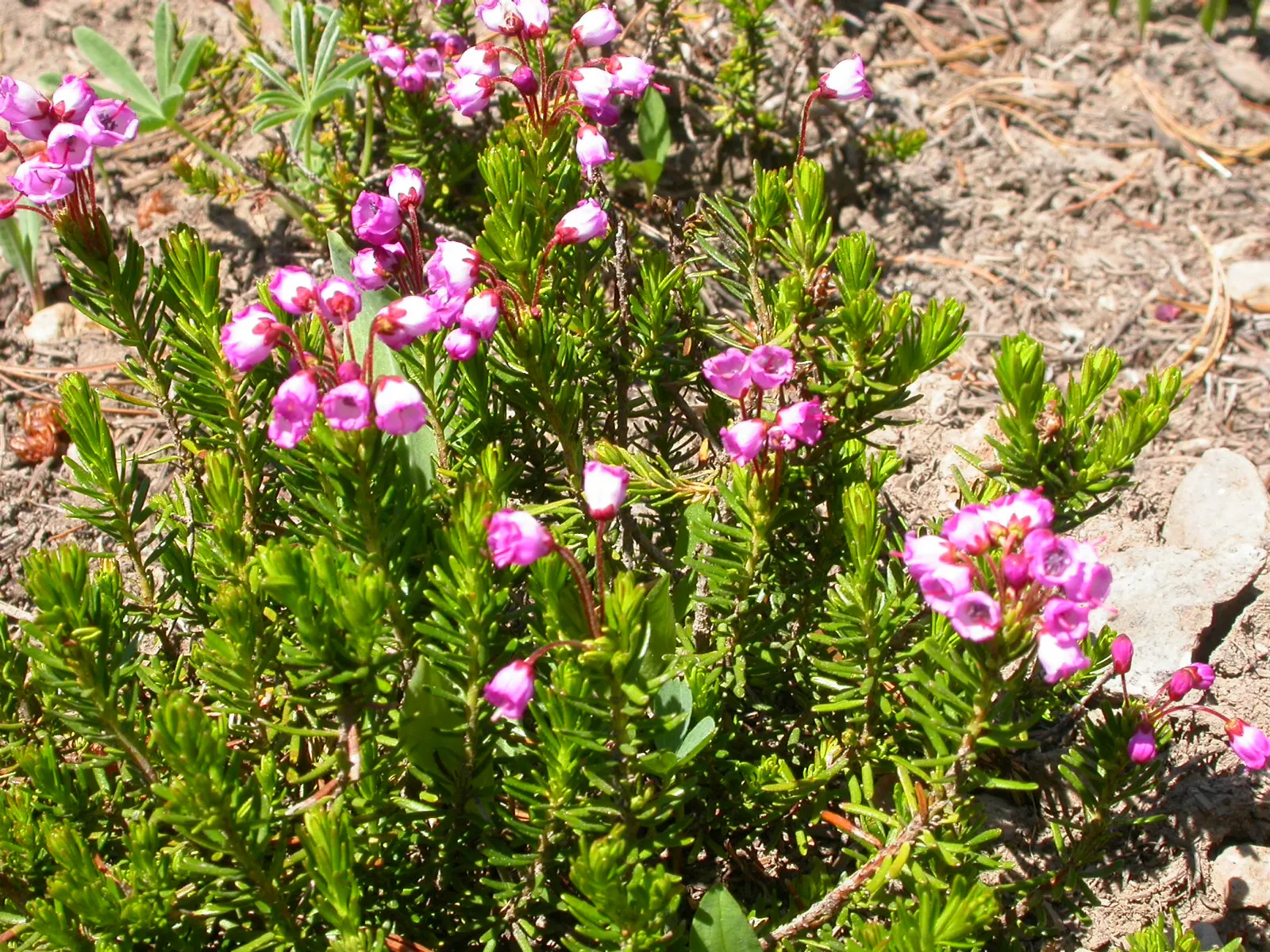 Pink Mountain Heath (Phyllodoce Empetriformis) — it is vital to situate them in well-draining